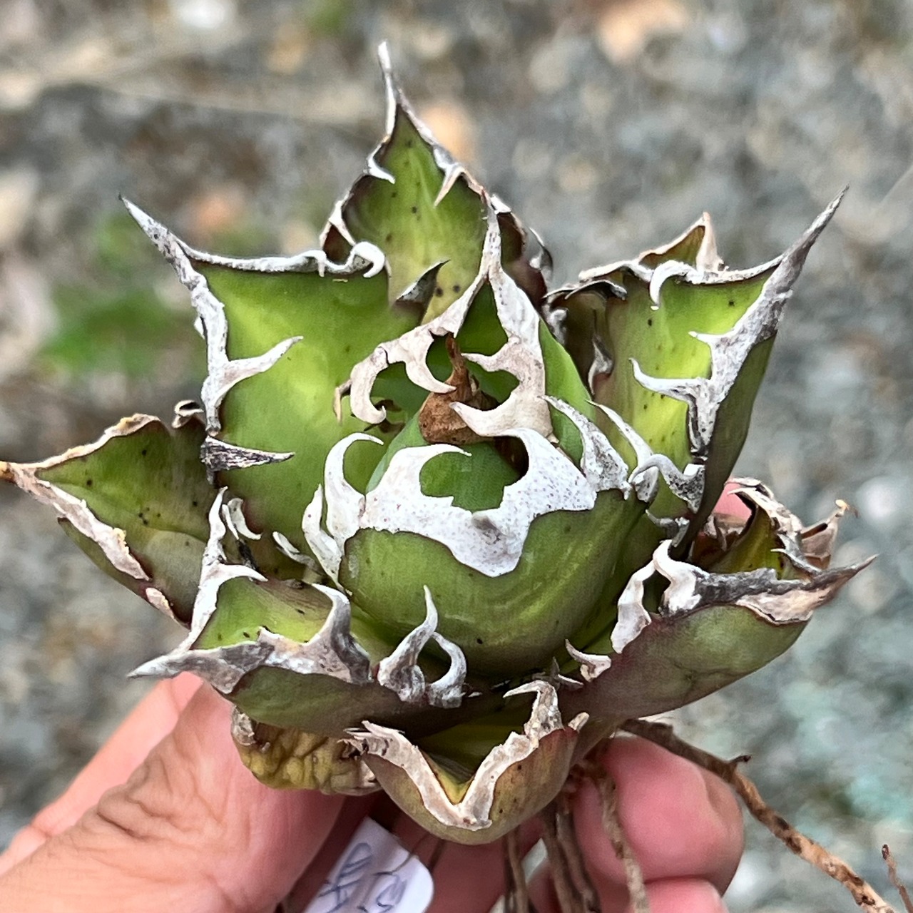 Agave titanota 紅貓 台湾株