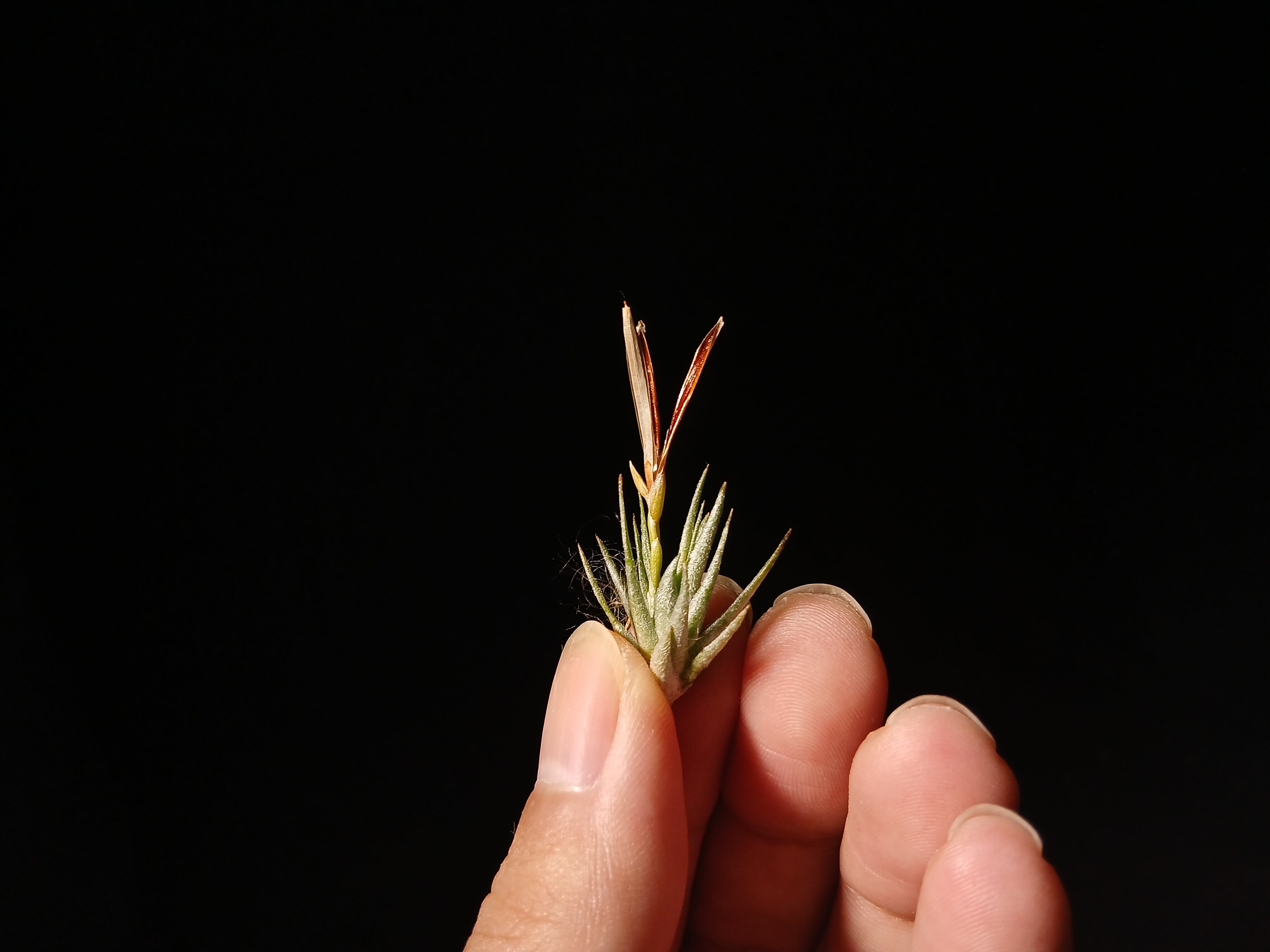 Tillandsia funckiana 'Silver Clone' Ex. Harry E. Luther T'S