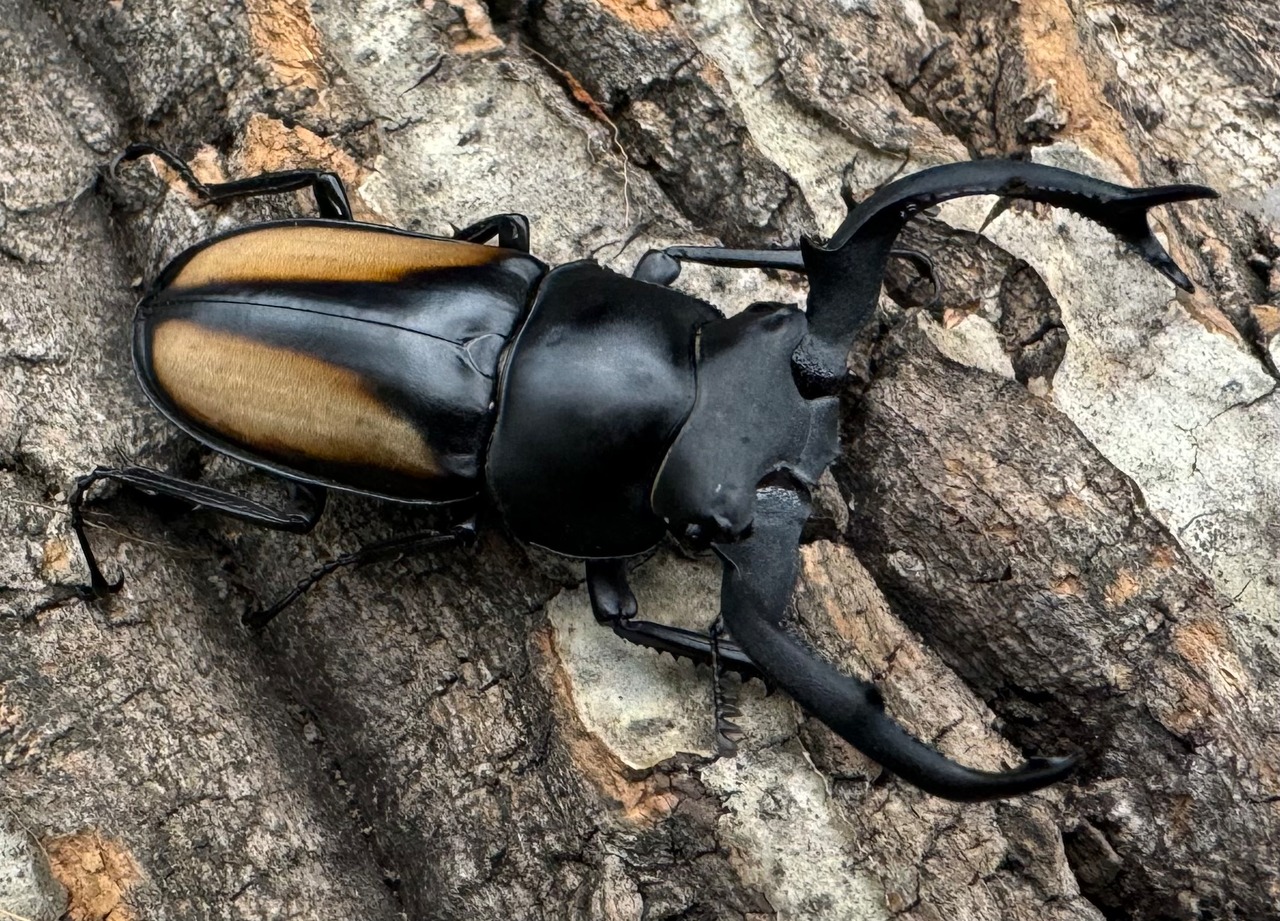 【WD】《ボイレアウシカ 52mm ペア》