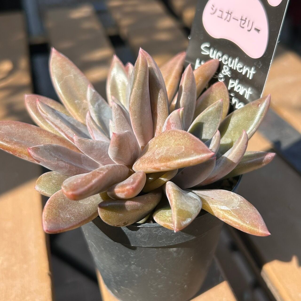 シュガーゼリー | RuPo 多肉植物専門店