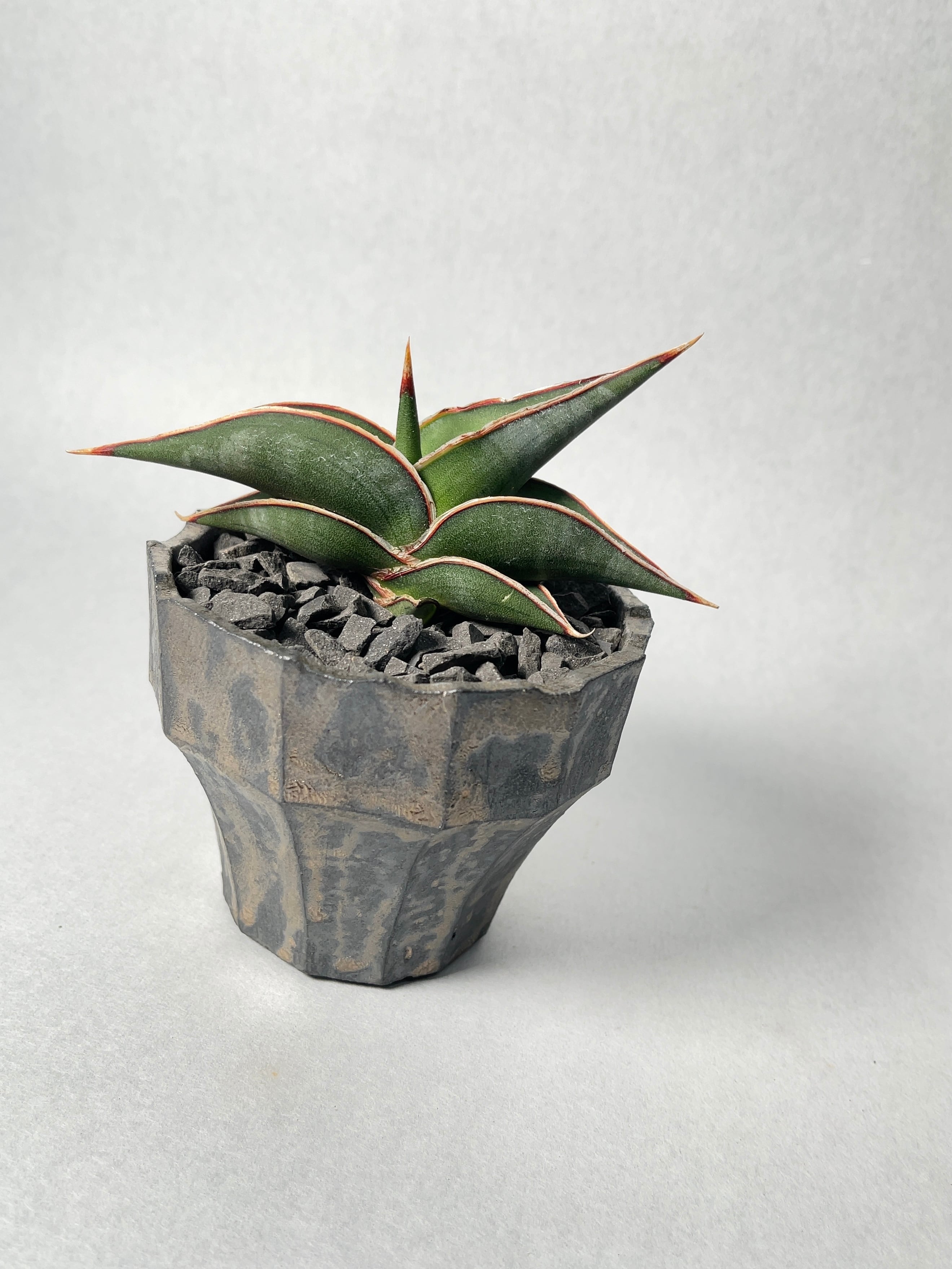 サンセベリア・ロリダ | trigger