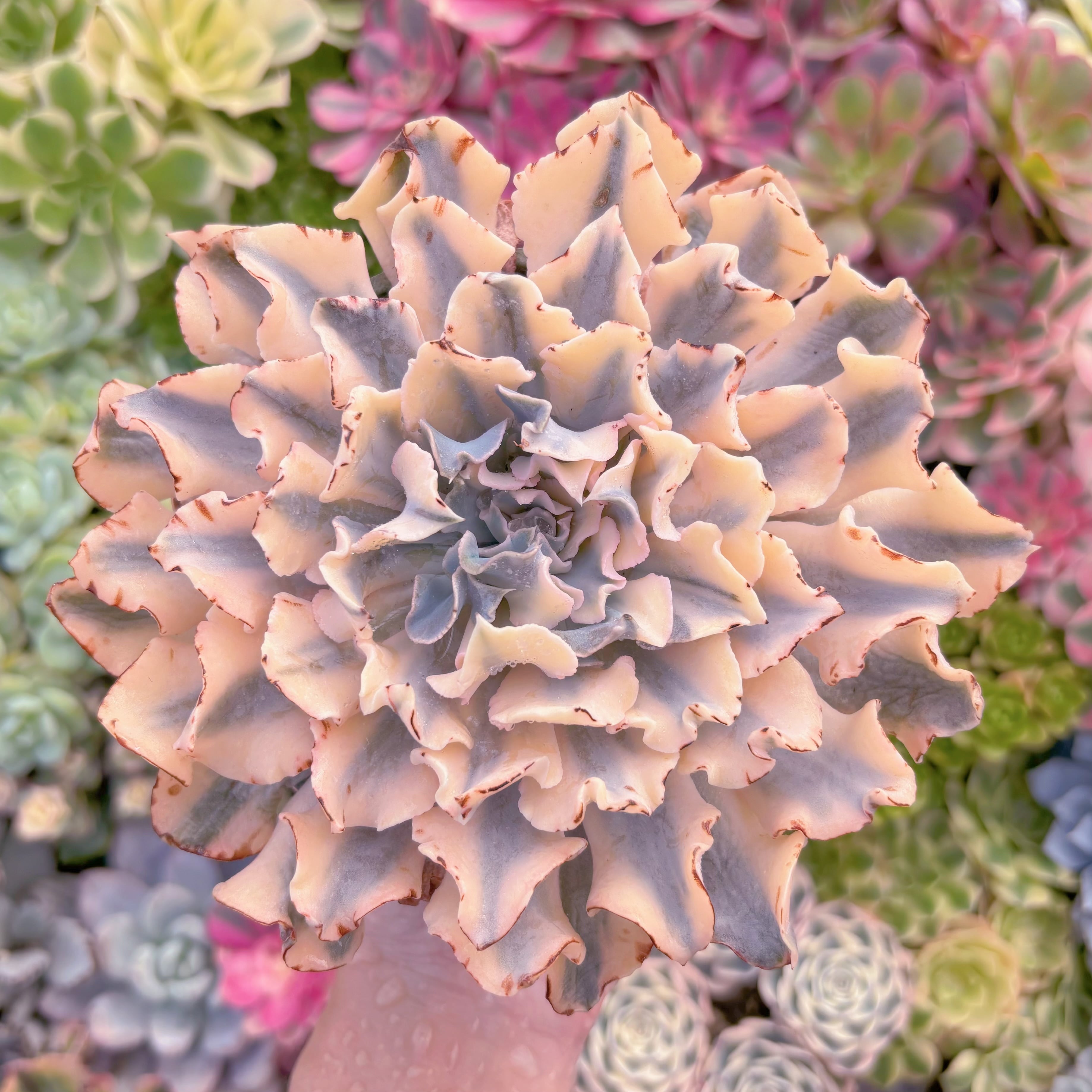 現品　シャフラン錦#E10　大苗　在庫僅少　るる農園