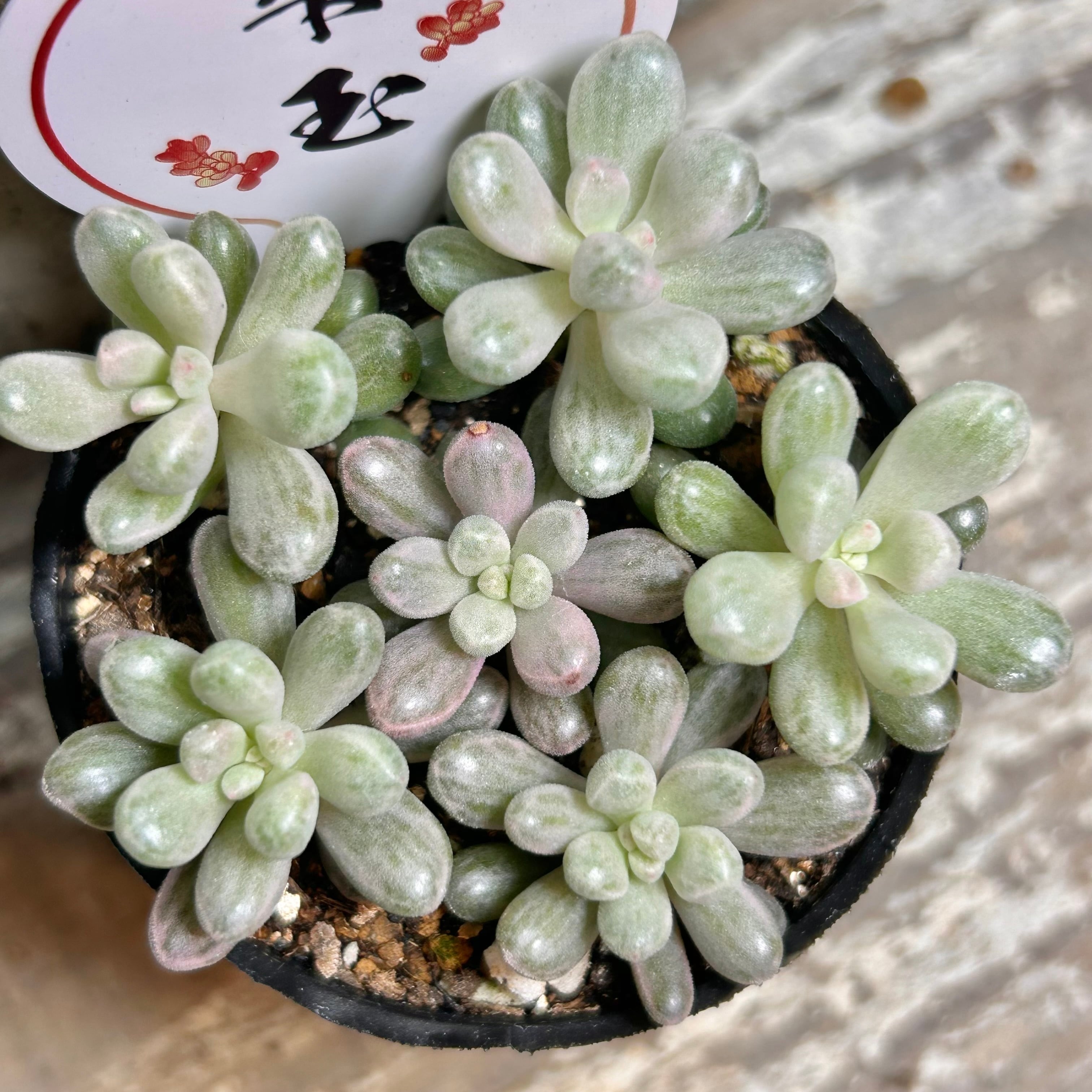 マルガンクイーン | RuPo 多肉植物専門店