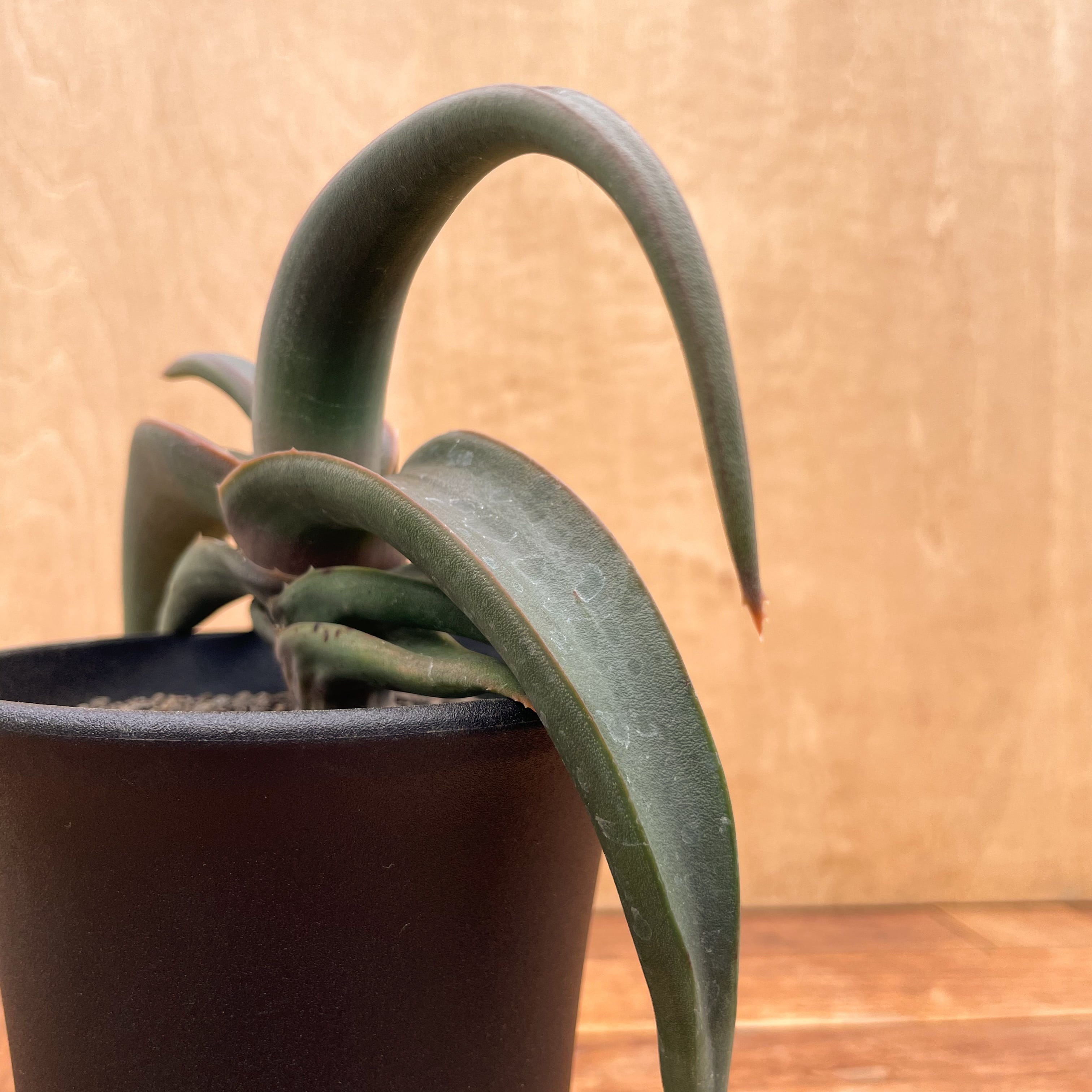 Aloe fleurentiniorum【アロエ・フロレンチニオラム】 | RIMO'S Aloe fleurentiniorum【アロエ・フロレンチニオラム】 | RIMO'S
