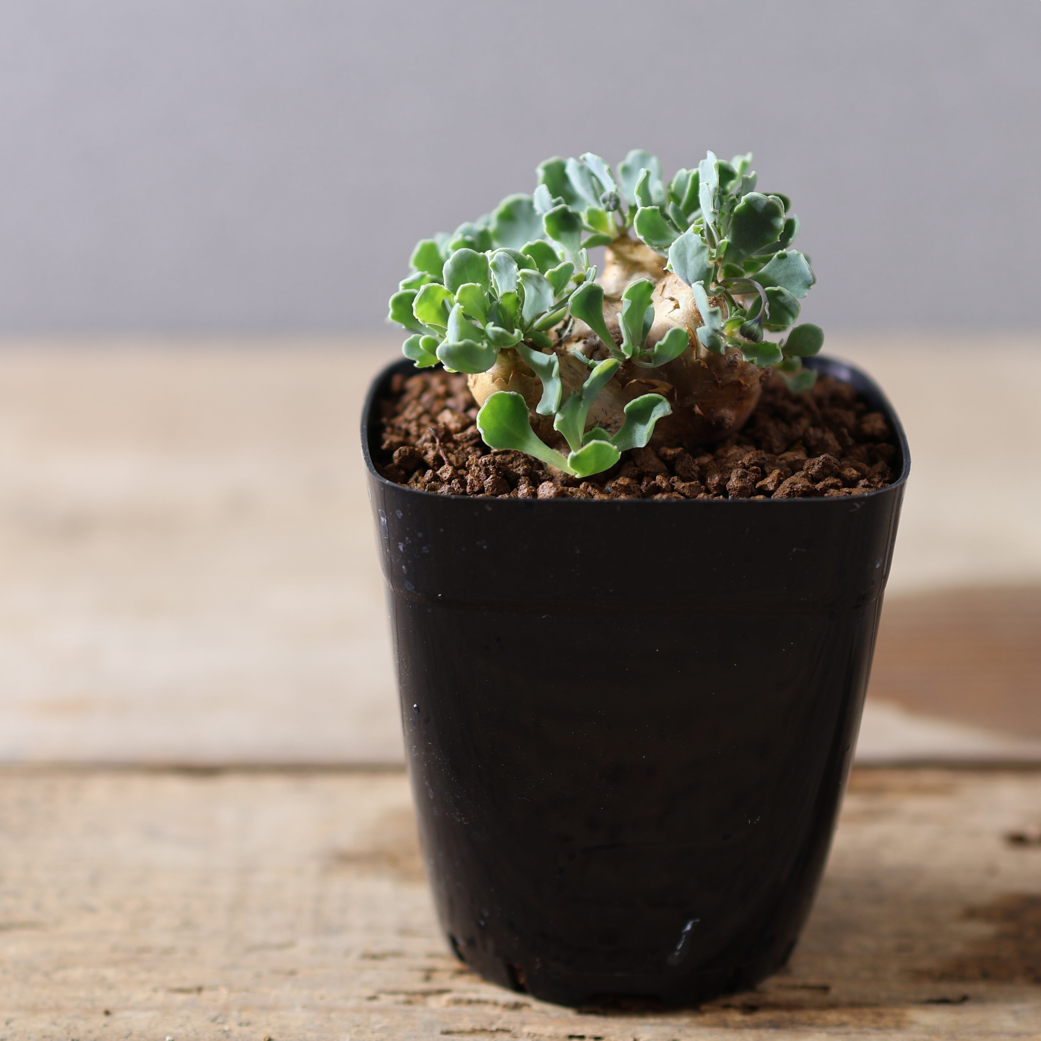 504『オトンナ カカリオイデス』 観葉植物【送料無料】 | MARX PLANTS