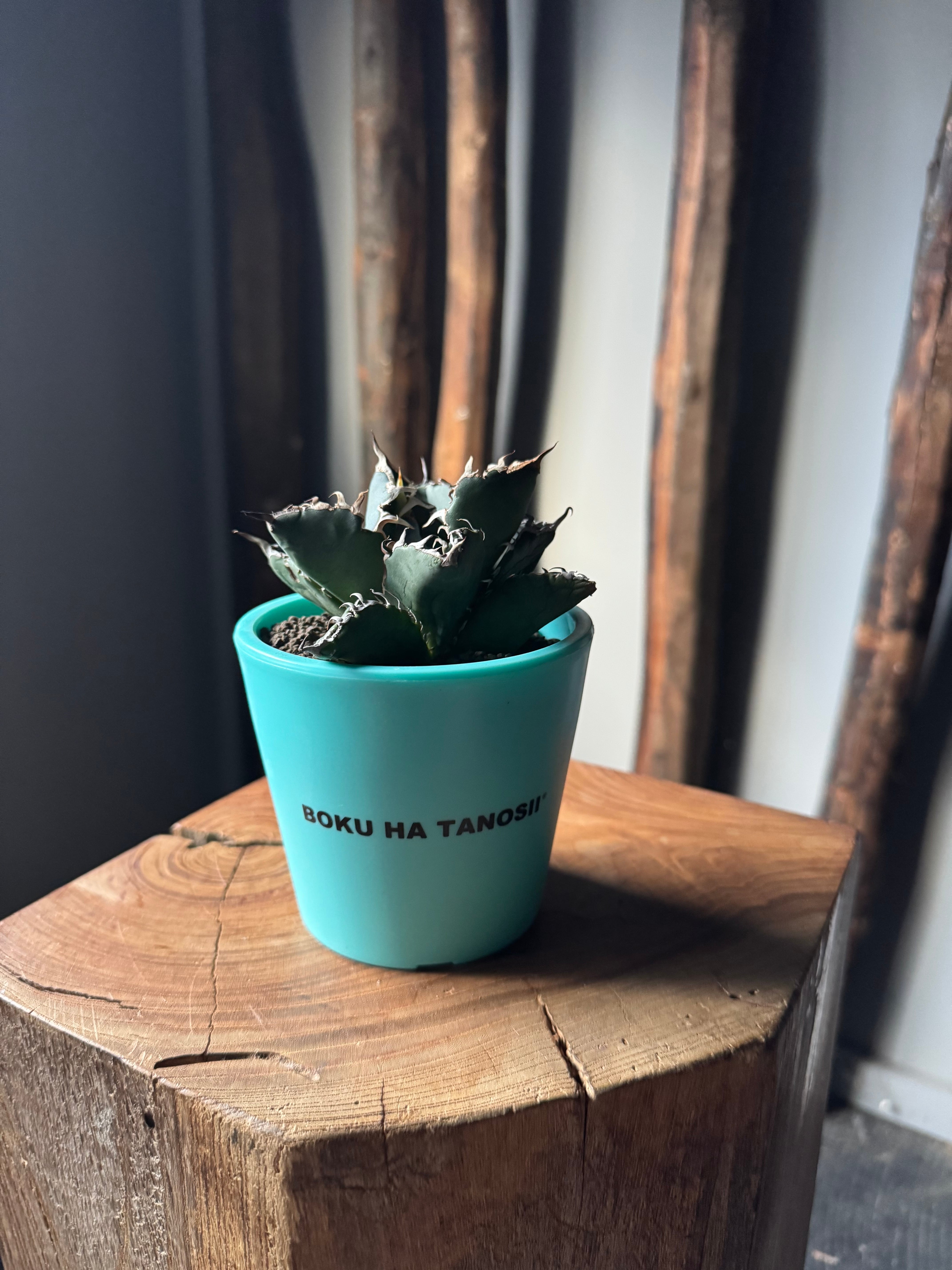 【新作】アガベ チタノタ 白鯨 × ボクタノ鉢【BOKU HA TANOSII】