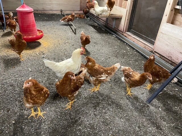 平飼い赤鶏のたまご 1パック10個入り | 元さん農園