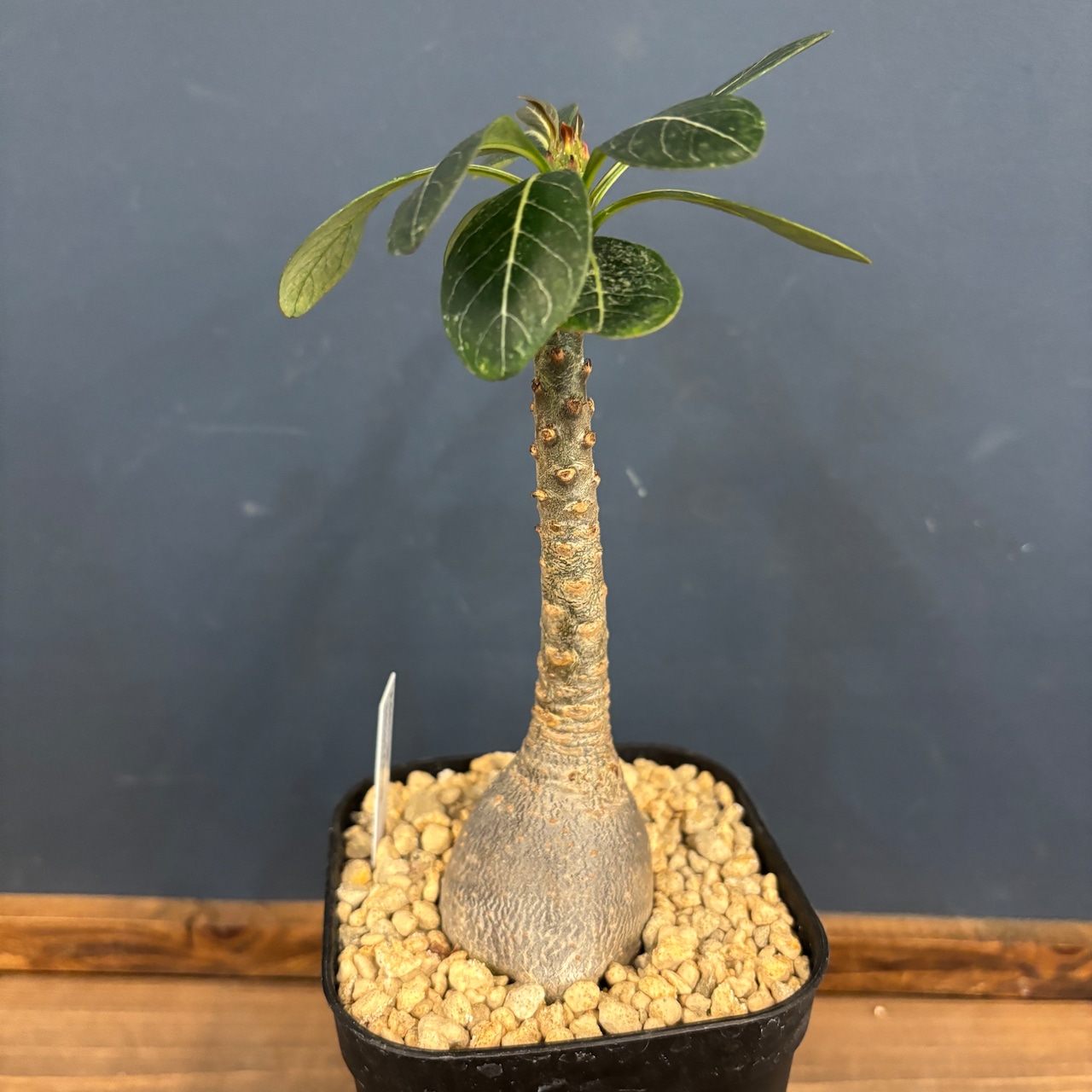 アデニウム ソコトラナム【297】