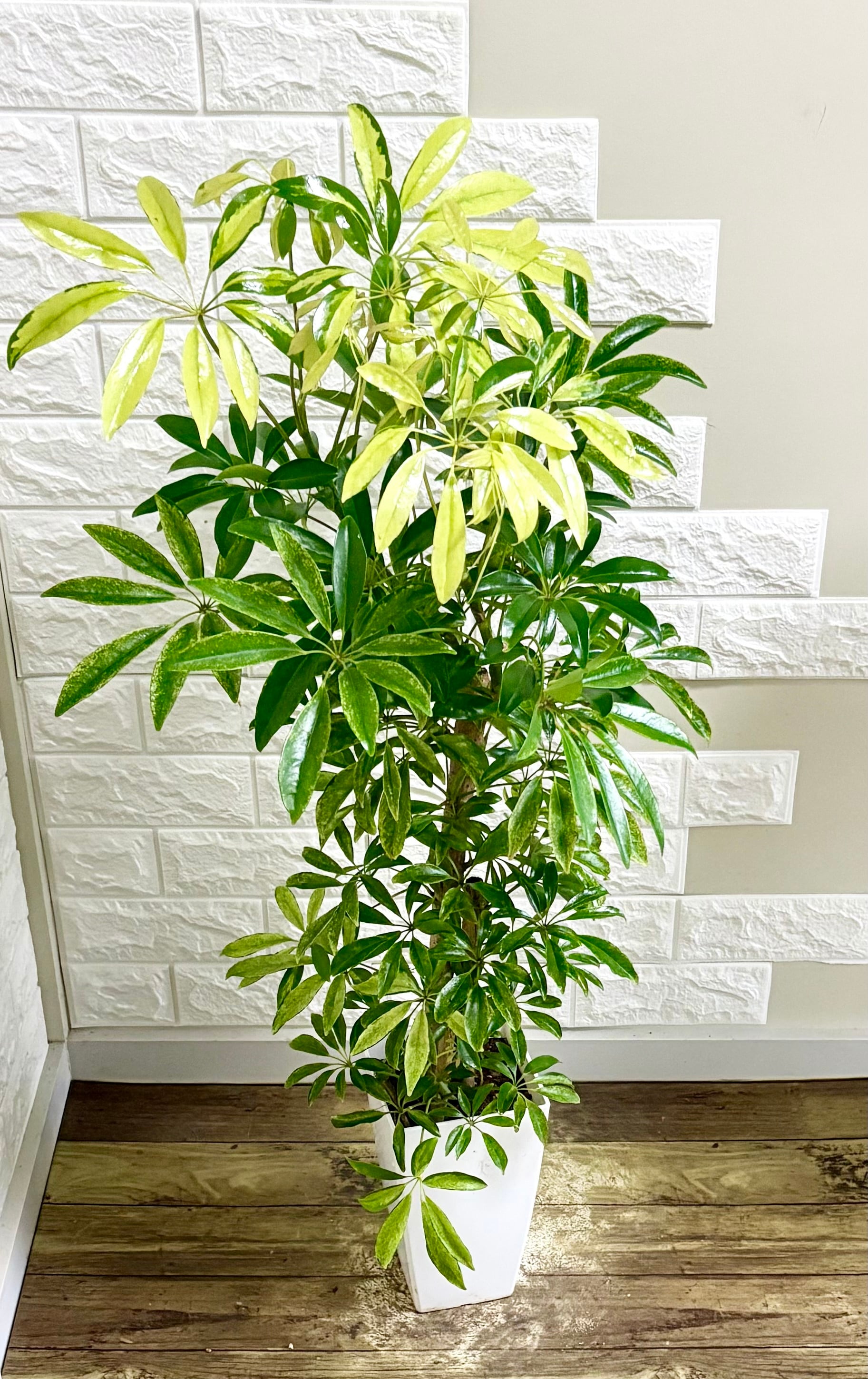 エバーフレッシュ⭐️曲がり⭐️観葉植物 エバーフレッシュ⭐️曲がり⭐️観葉植物 | 観葉植物のお店 feerie