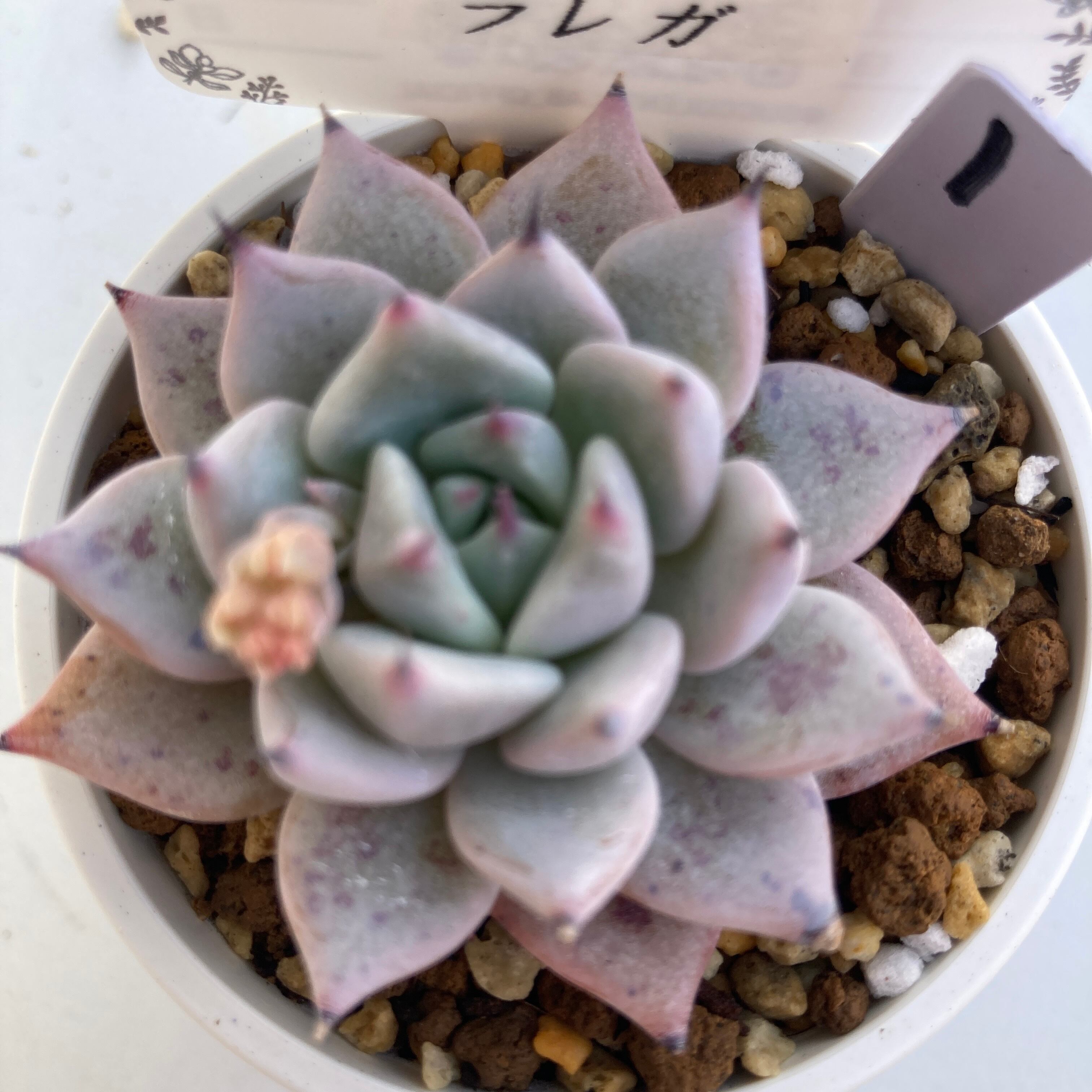 現物商品】ラレガ ① | 多肉植物研究所