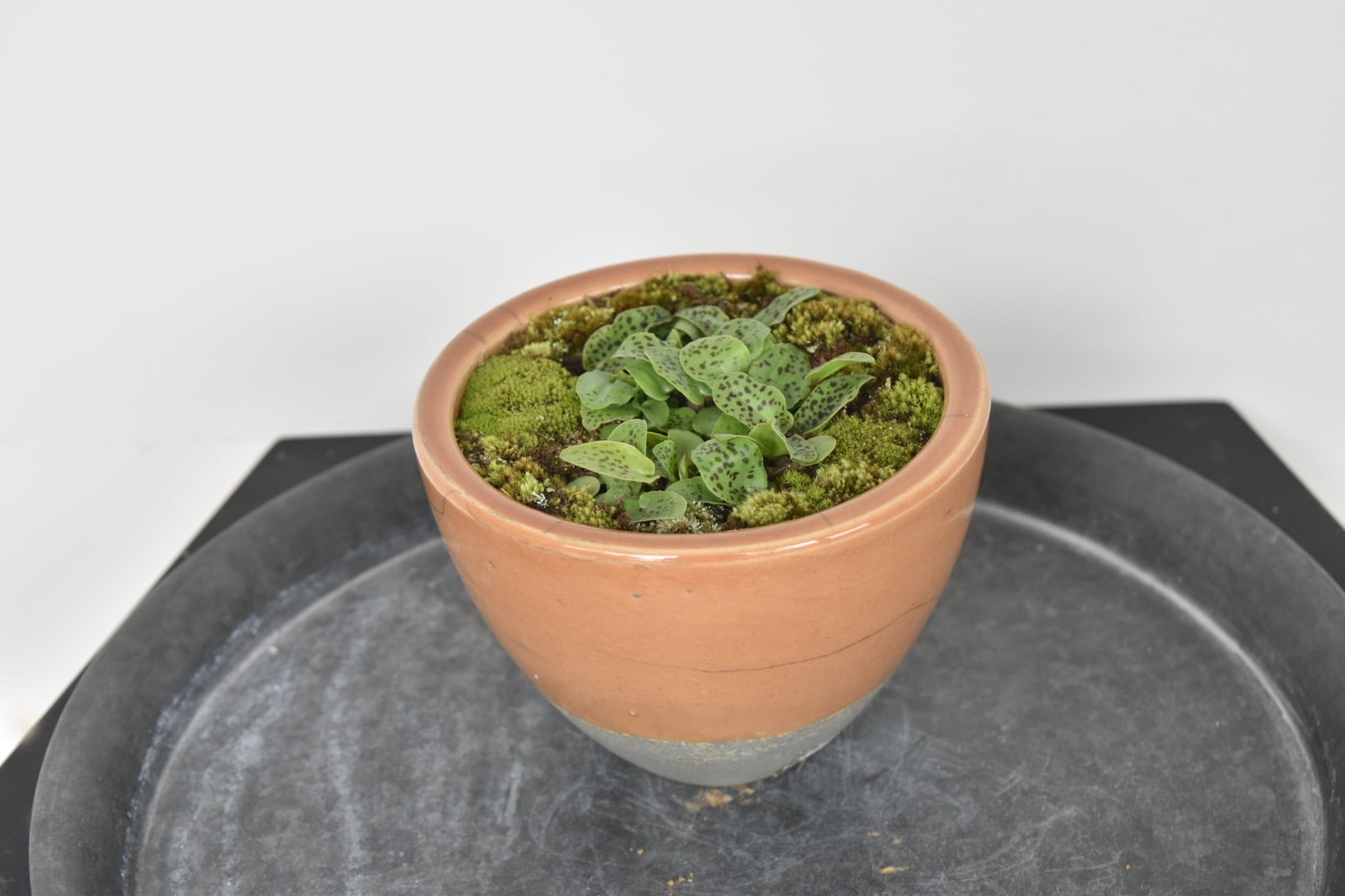 希少多肉植物 ドリミオプシス マクラータ盆栽仕立 | GraceUp_Green