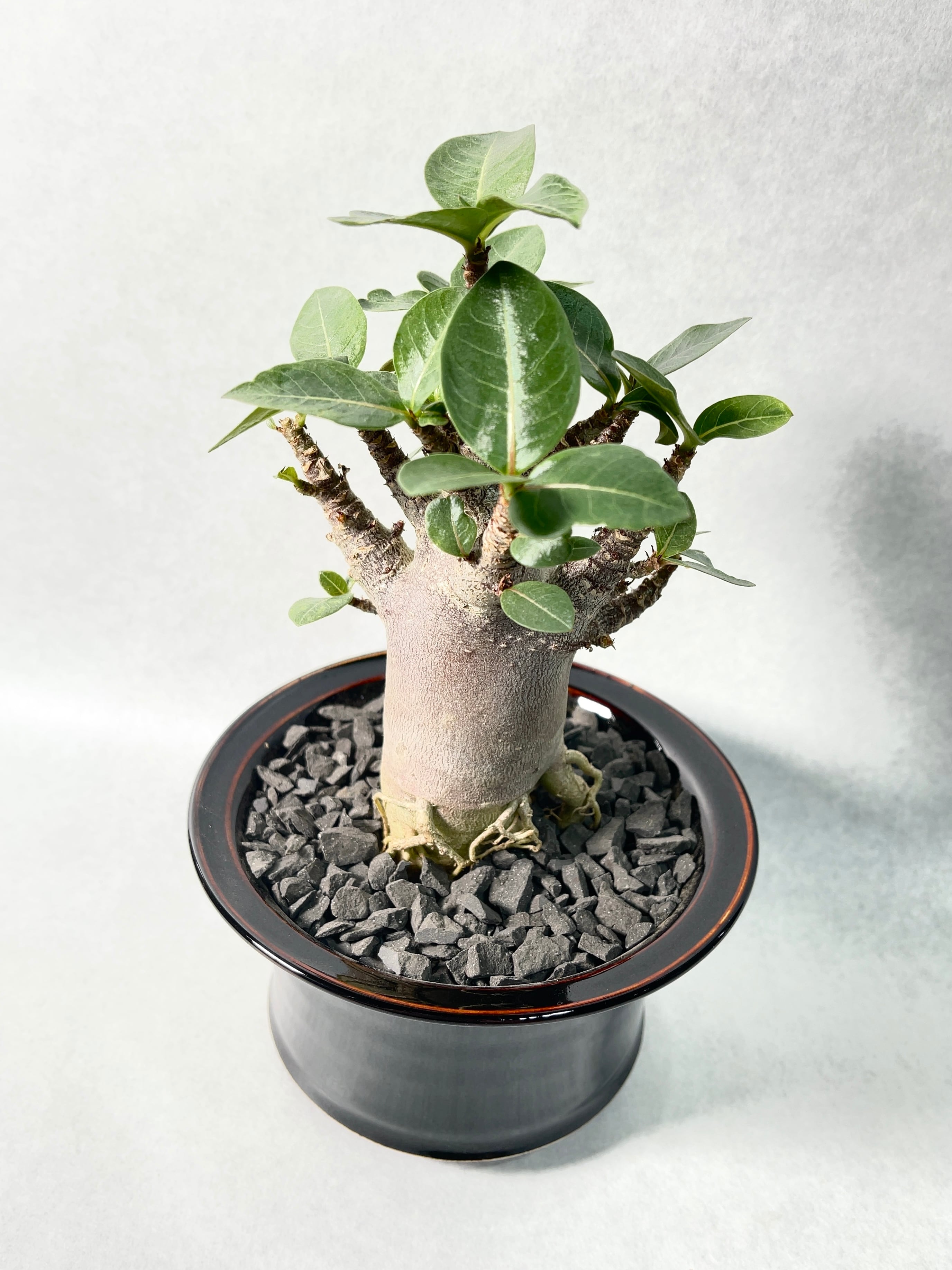 【激レア/ブラックスキン/ドワーフ 】アデニウム アラビカム ガラメーA1鉢植え 激レア/ブラックスキン/ドワーフ 】アデニウム アラビカム