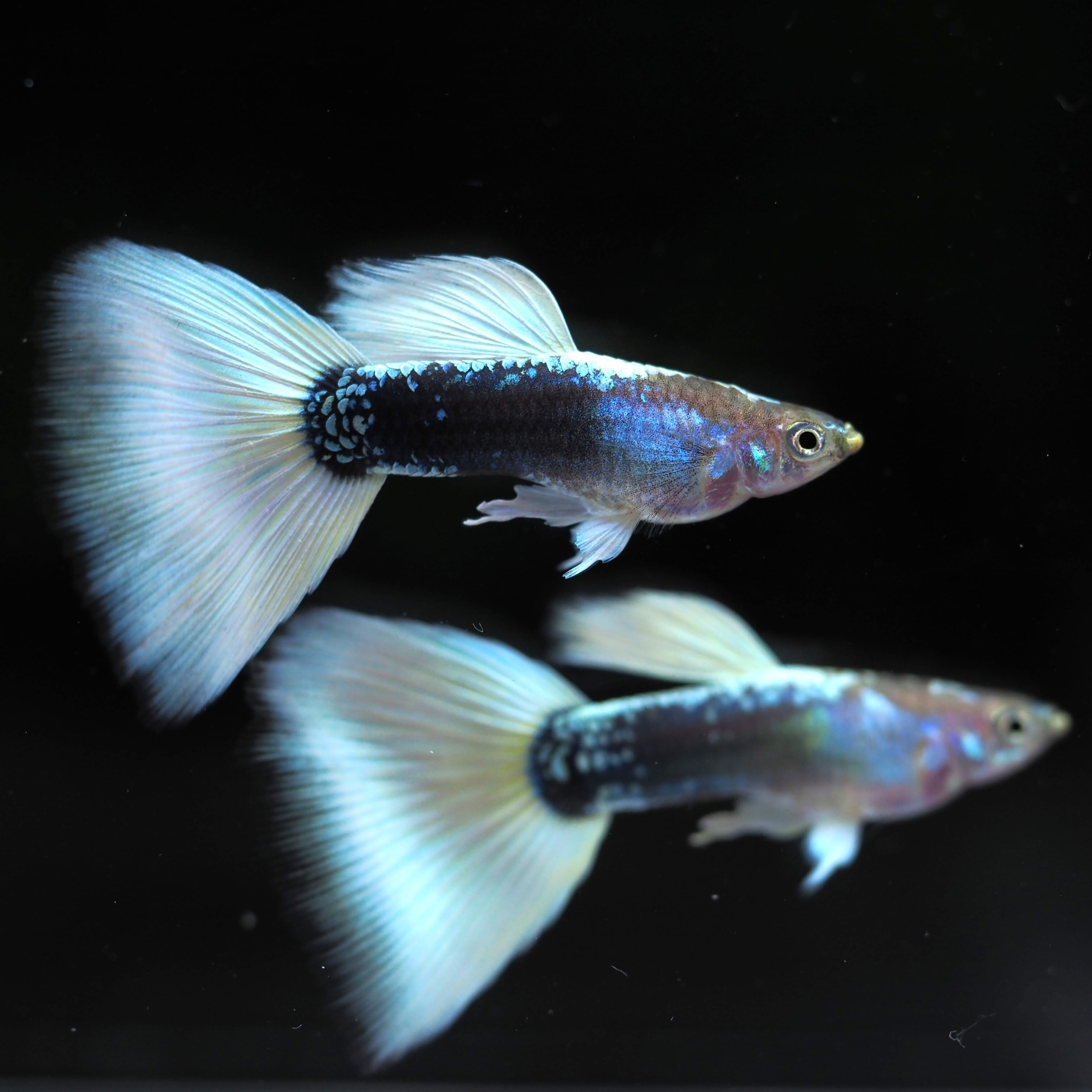 GUPPY | 伊豆グッピーファーム