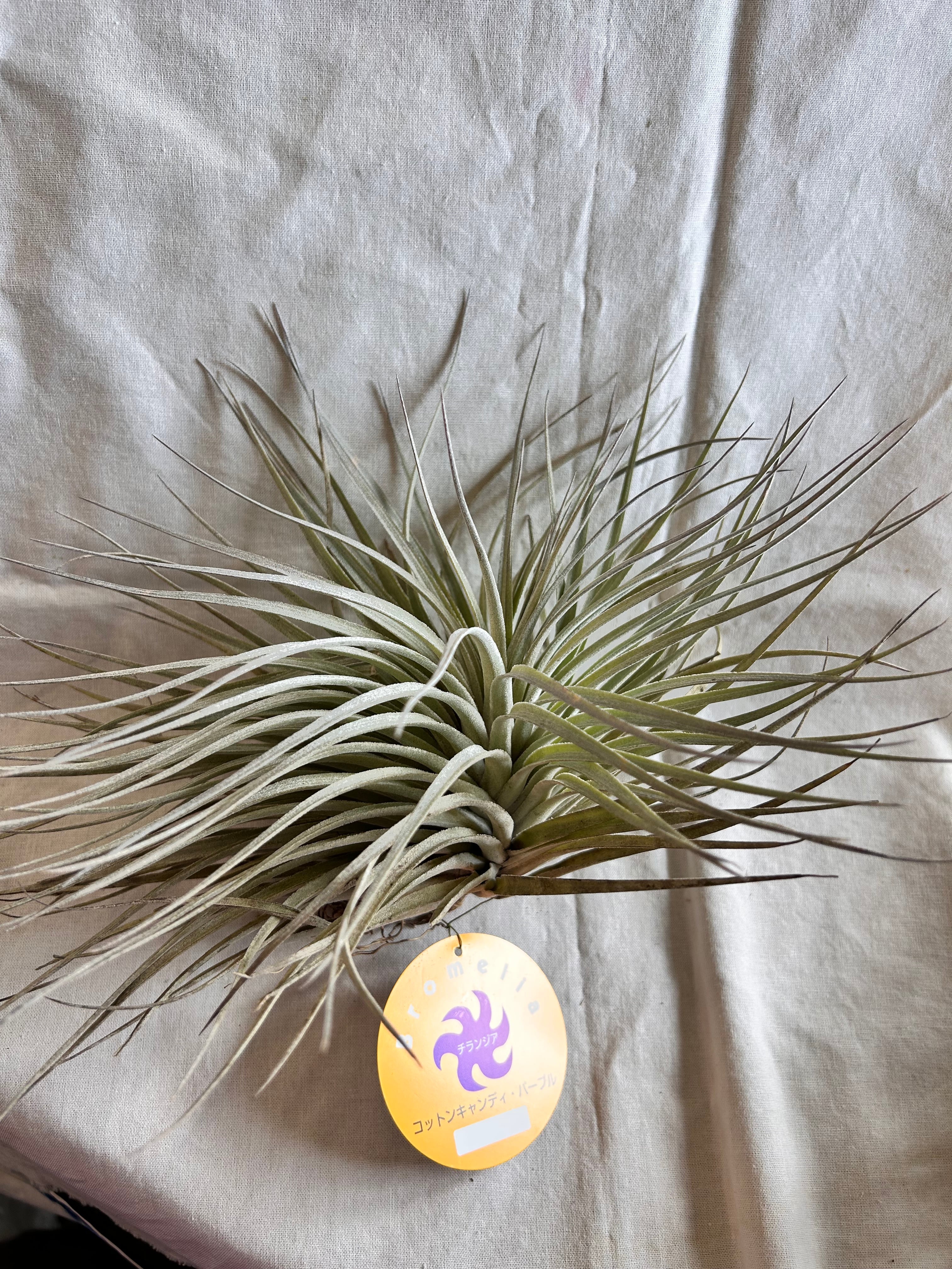 GREEN JAM foliageplant