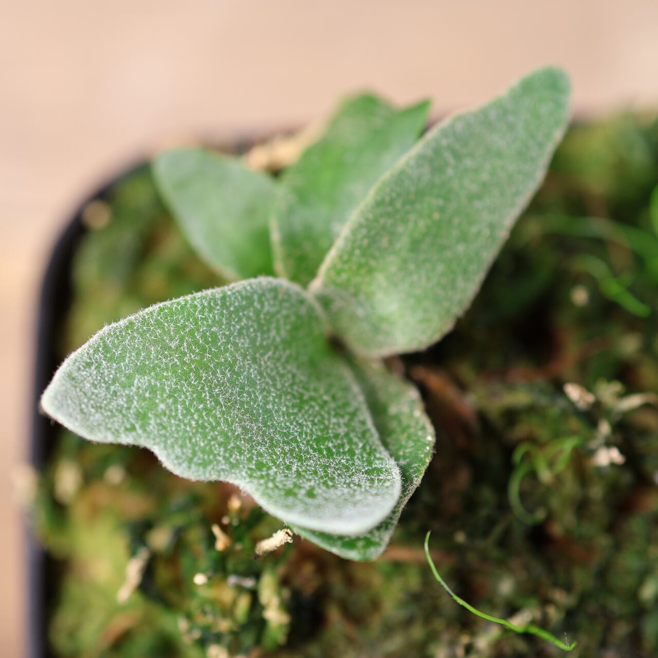 700『ビカクシダ ウィリンキー Masayu TC』 観葉植物【送料無料