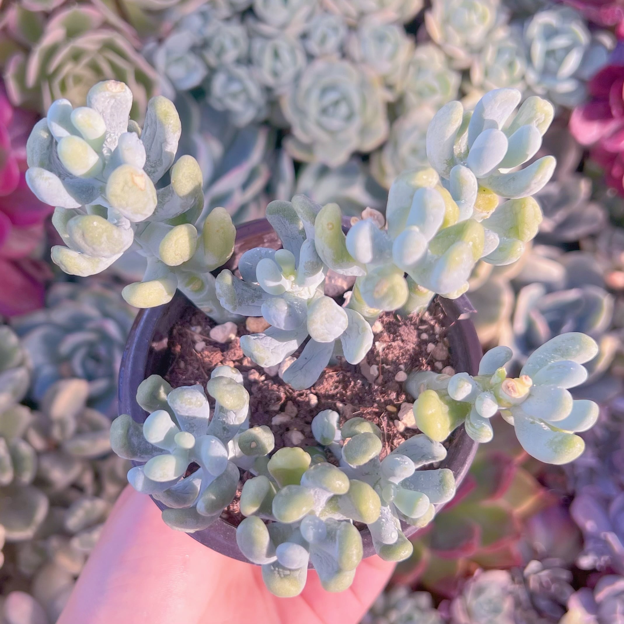 現品　バナナ美人#F067　群生　るる農園