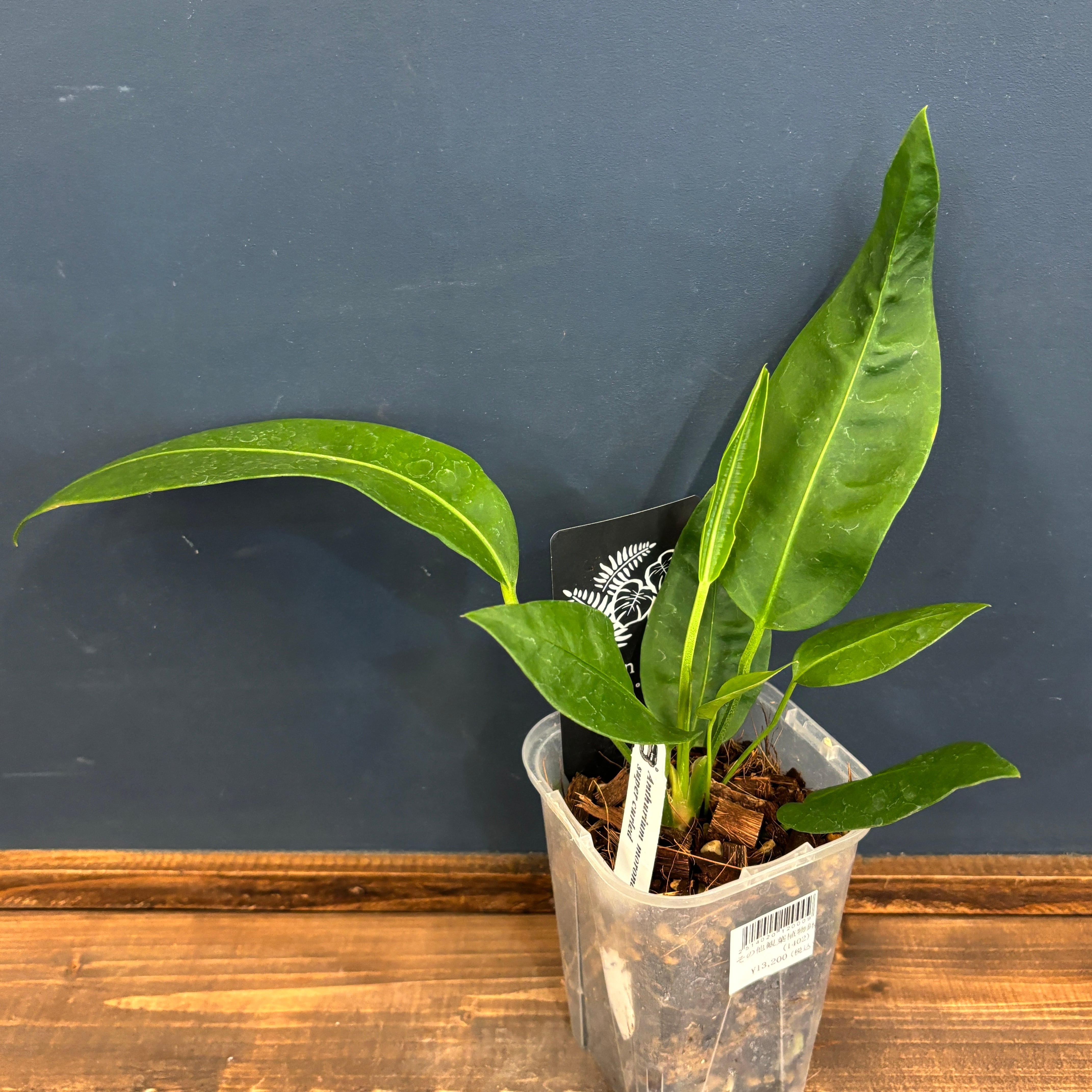 アンスリウム モロナ Anthurium sp. morona Anthurium sp. Morona