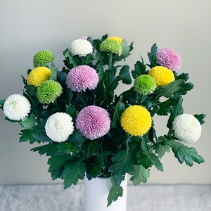ピンポンマムmix 16本 よいはな Yoihana 最高品質のお花をお届けするネット通販