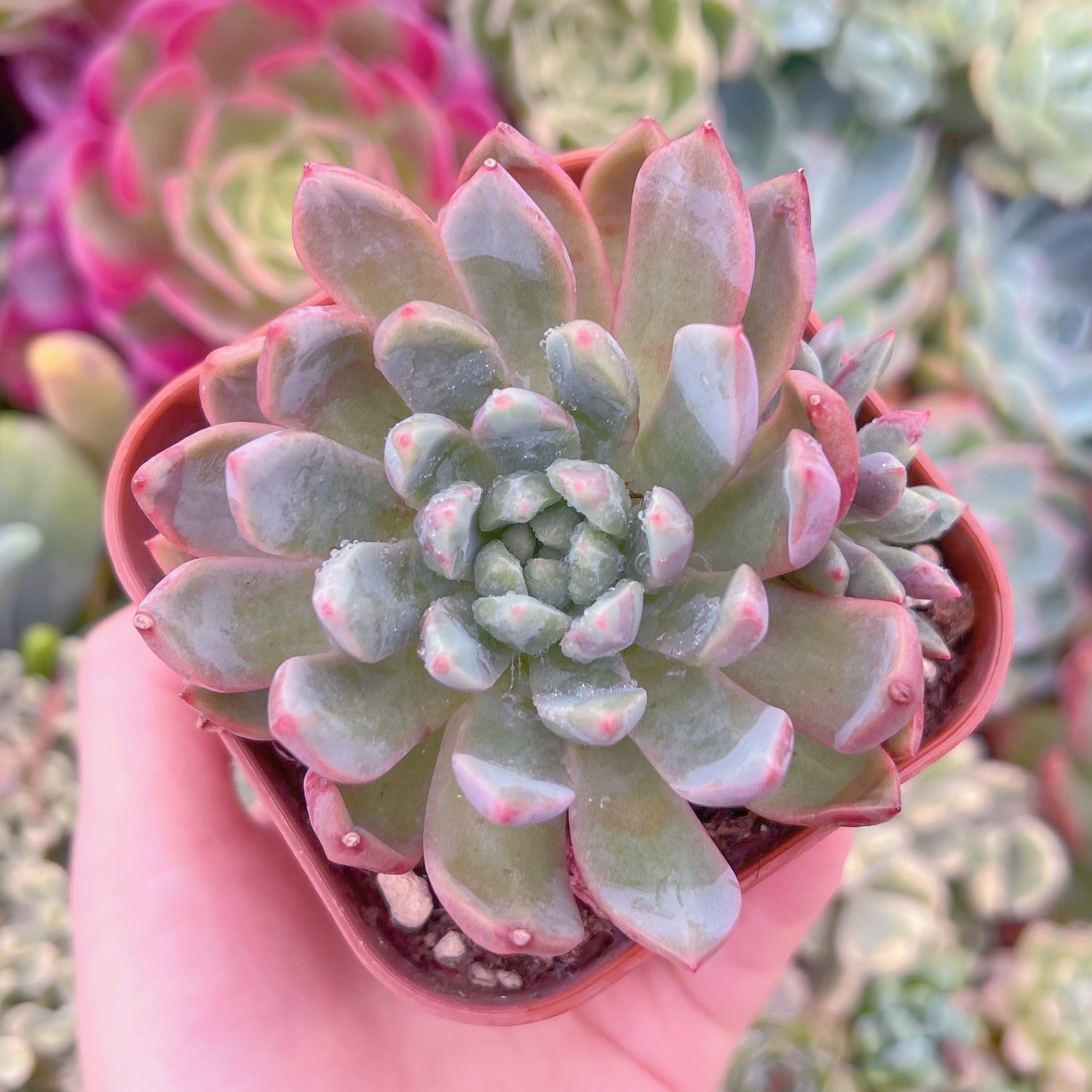 現品　ブラッドスワロー#885　大苗　るる農園