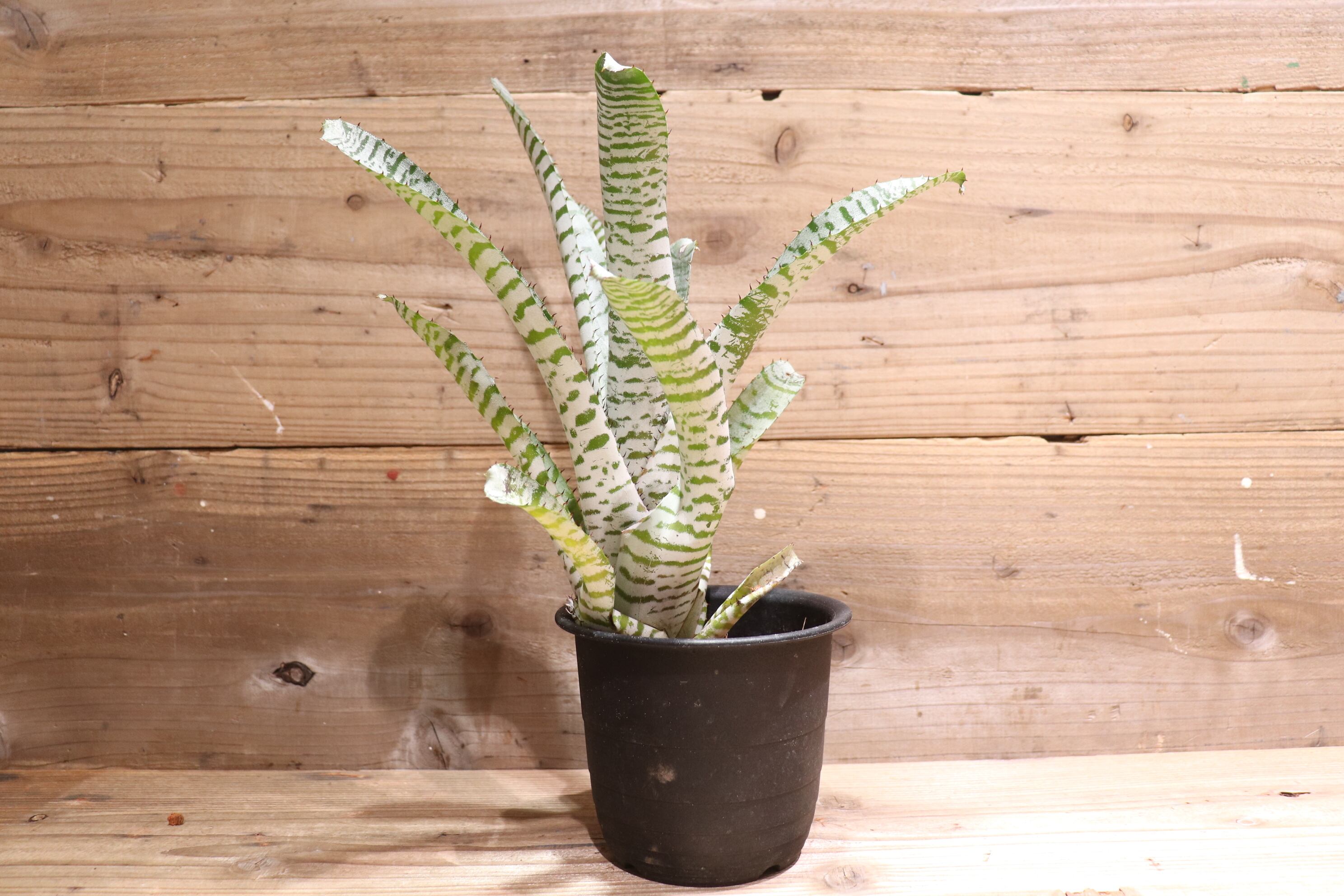 送料無料】Aechmea chantinii 'Deleon'〔エクメア〕現品発送