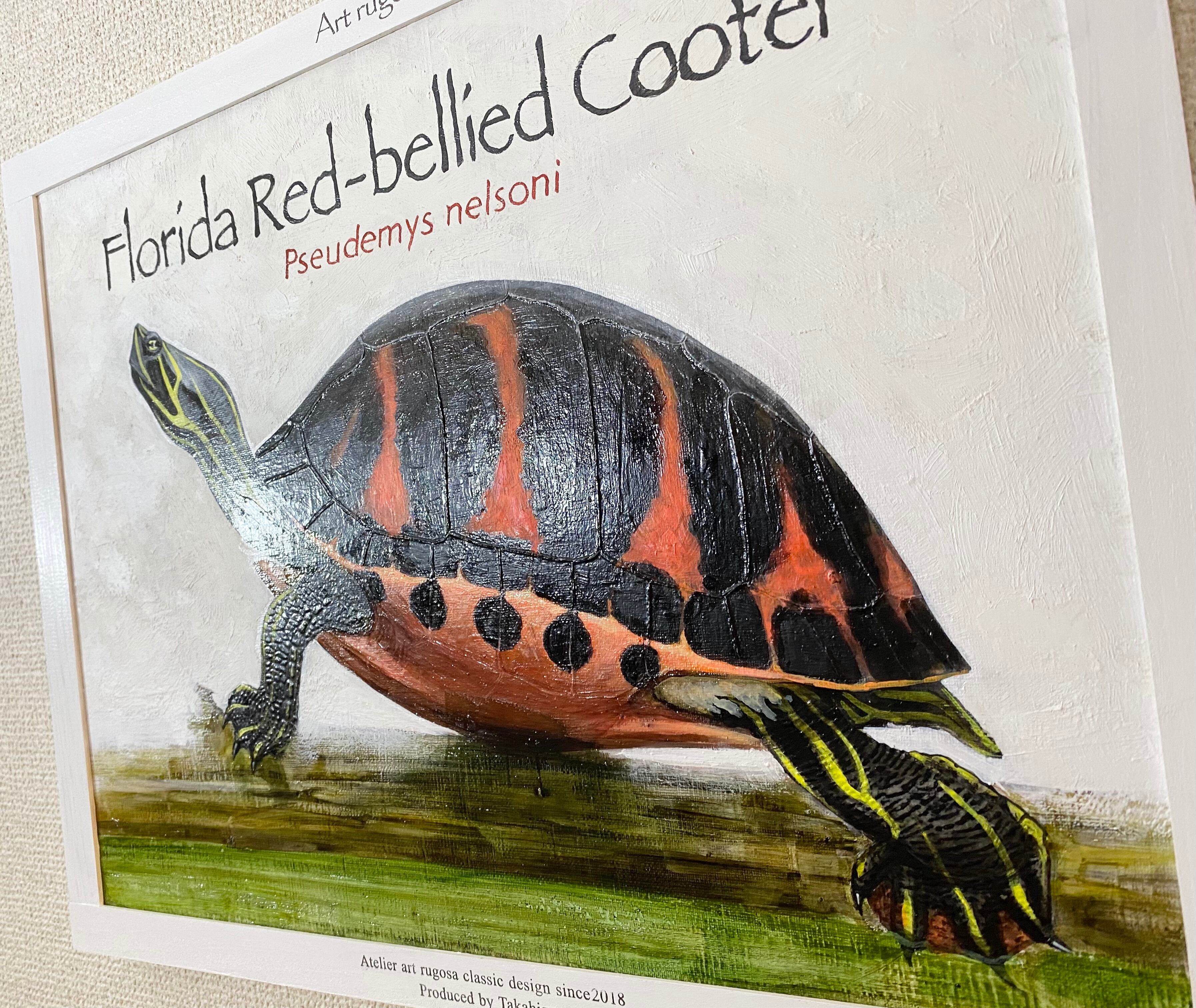 フロリダアカハラガメ アートルゴッサ