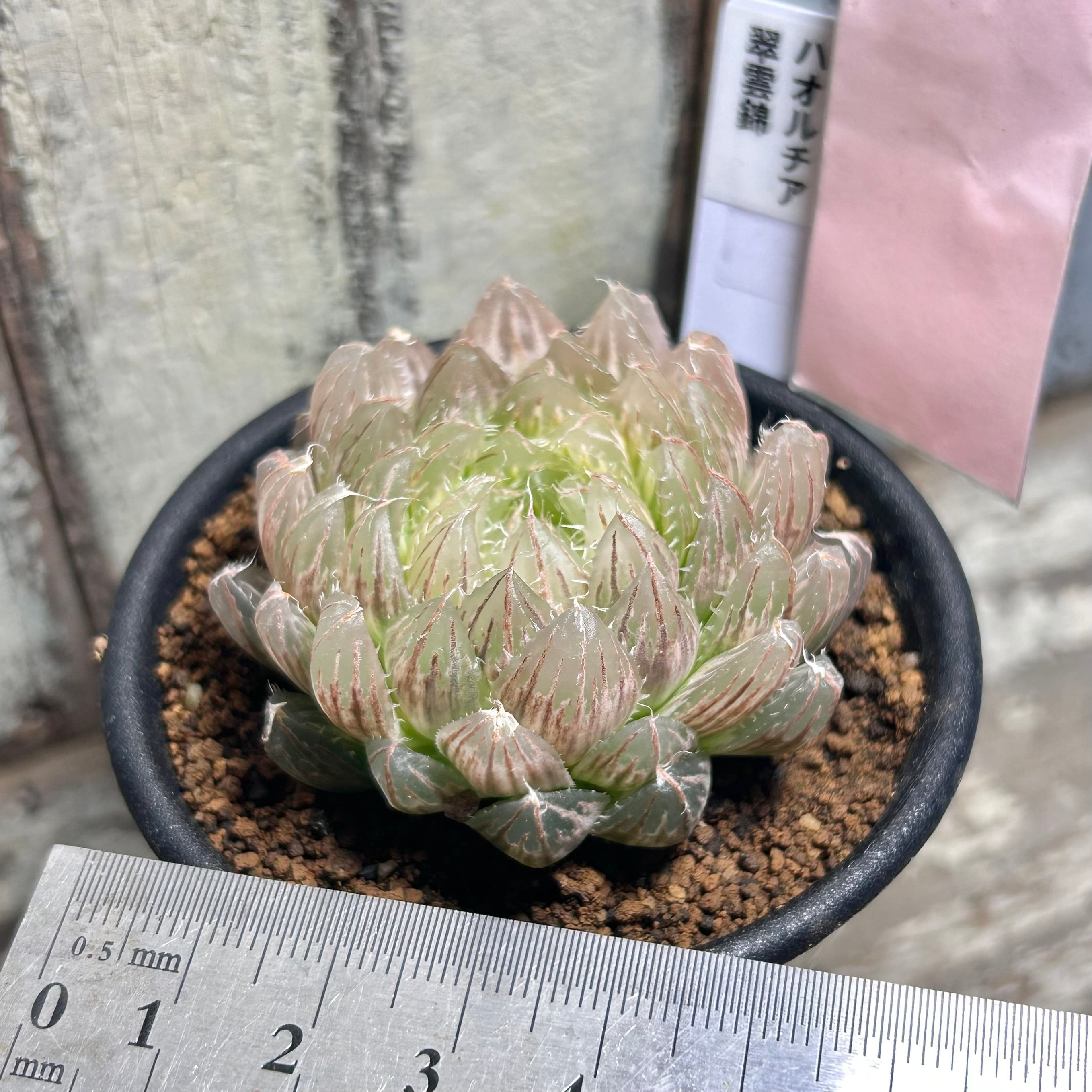 T) B. 翠雲錦 ハオルチア | RuPo 多肉植物専門店