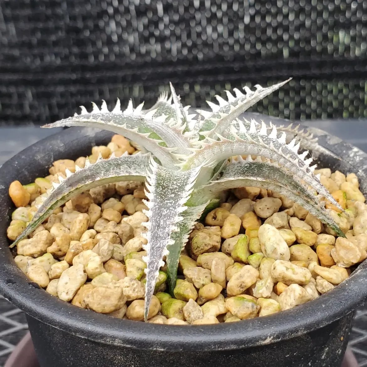 F00612_Dyckia 'Alraune' (BCR:15671)：ディッキア・アルラウネ（子株