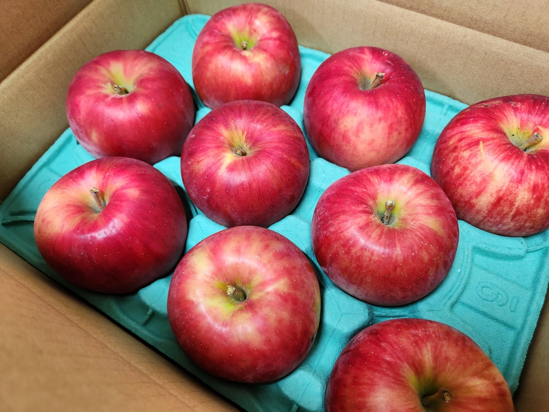 ☆数量限定特価☆ 長野県産葉とらず完熟サンつがる（赤秀～秀）3kg