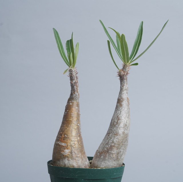 パキポディウム グラキリス no.14 〈発根済み〉