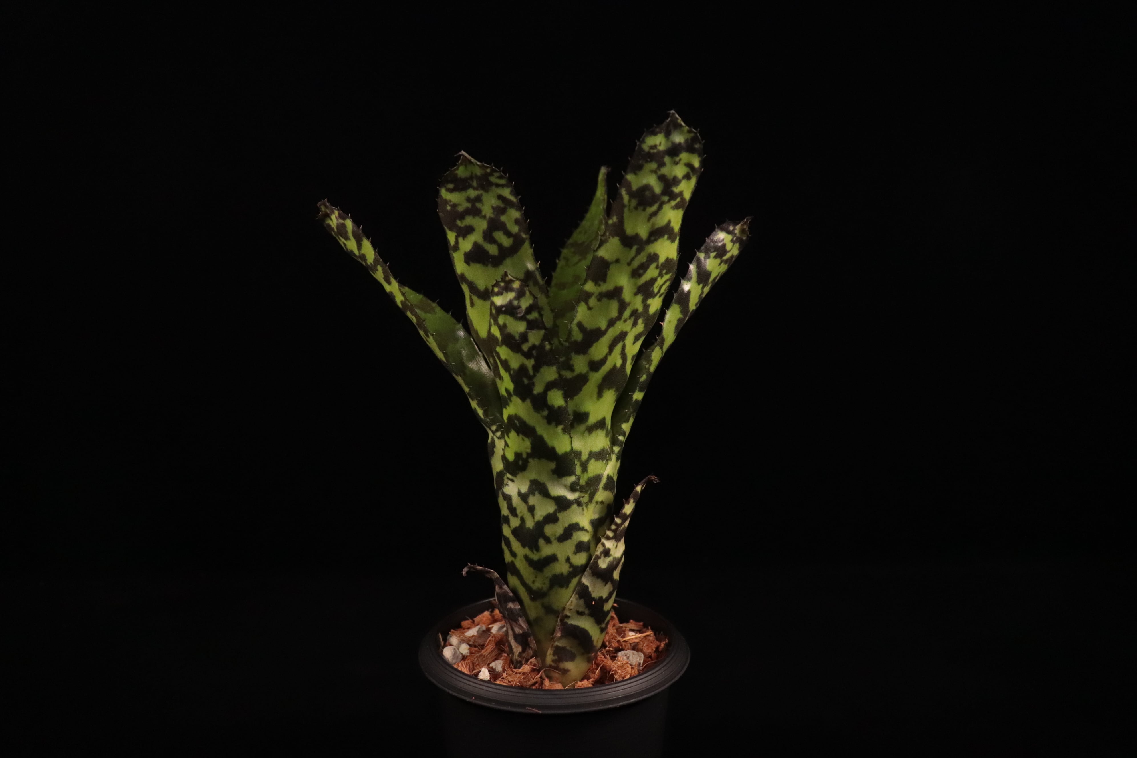 reserved】Aechmea 'Pali Ridge'〔エクメア〕現品発送A0158 | plane plants