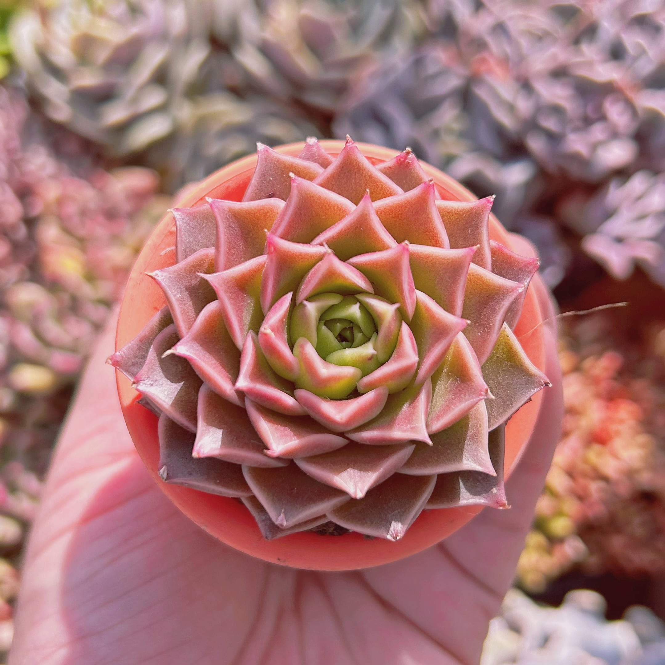 多肉植物　新品種　secret rose