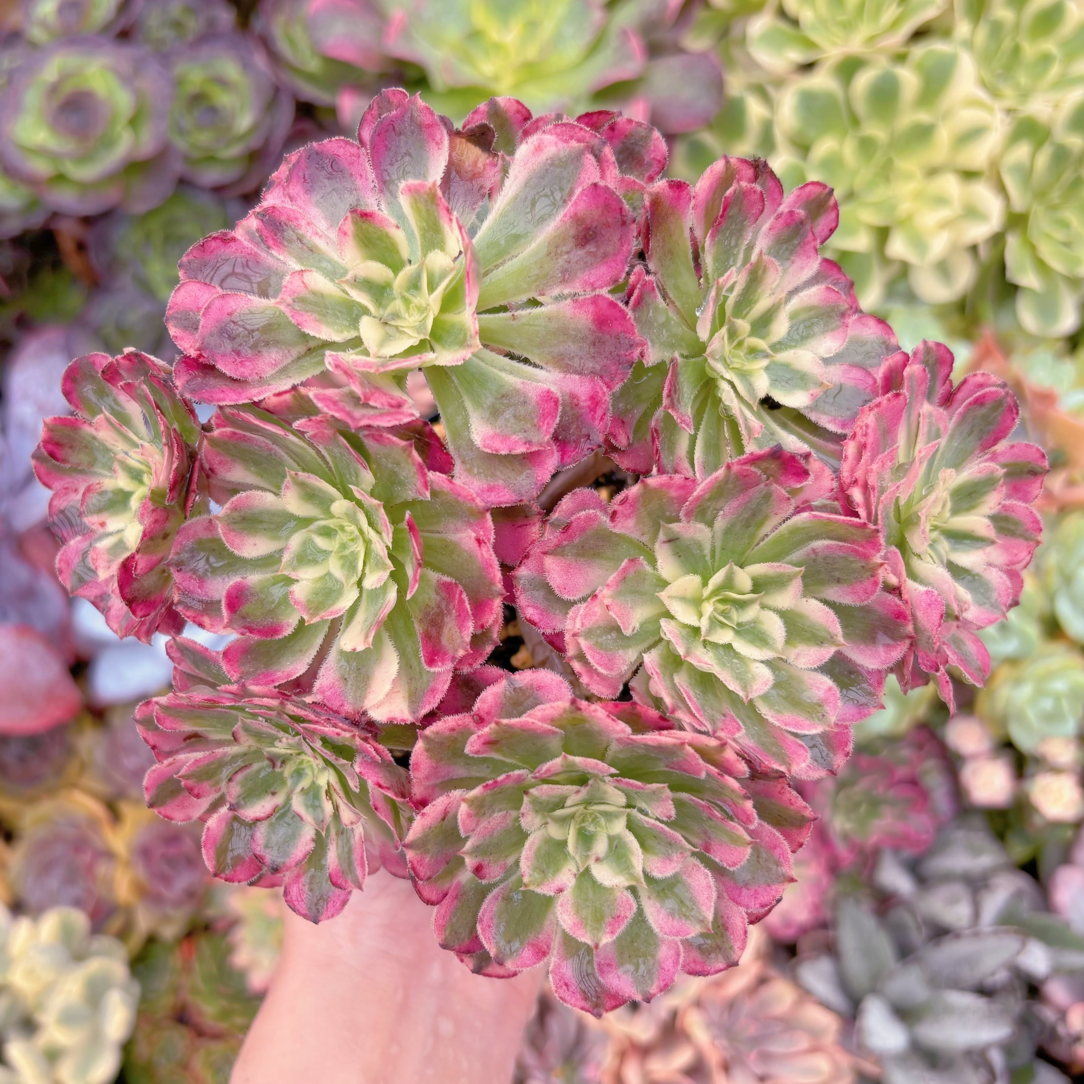 現品　ブラックチェリー変異#1120　大群生　るる農園