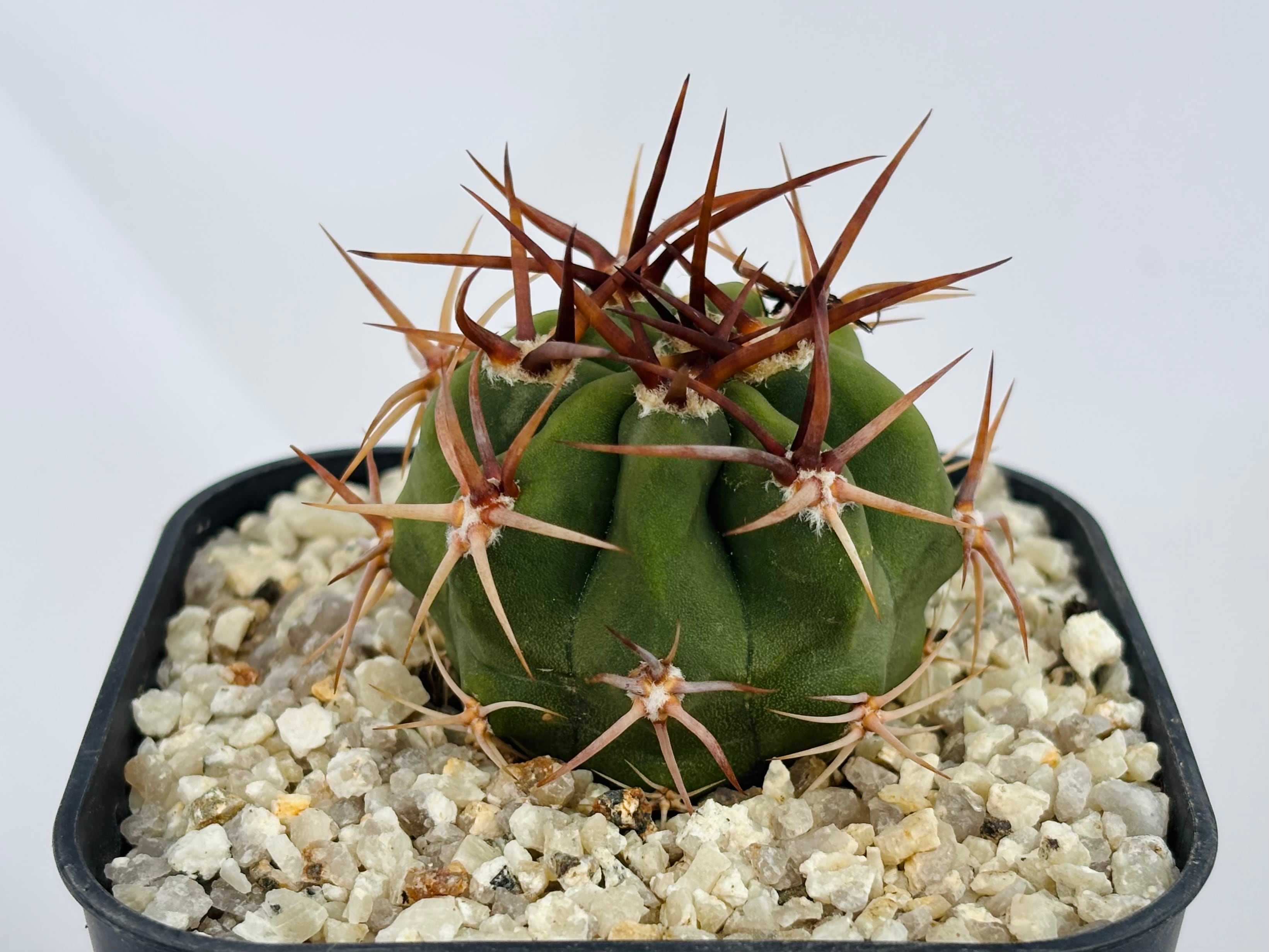 Denmoza rhodacantha デンモザ 茜丸 サボテン