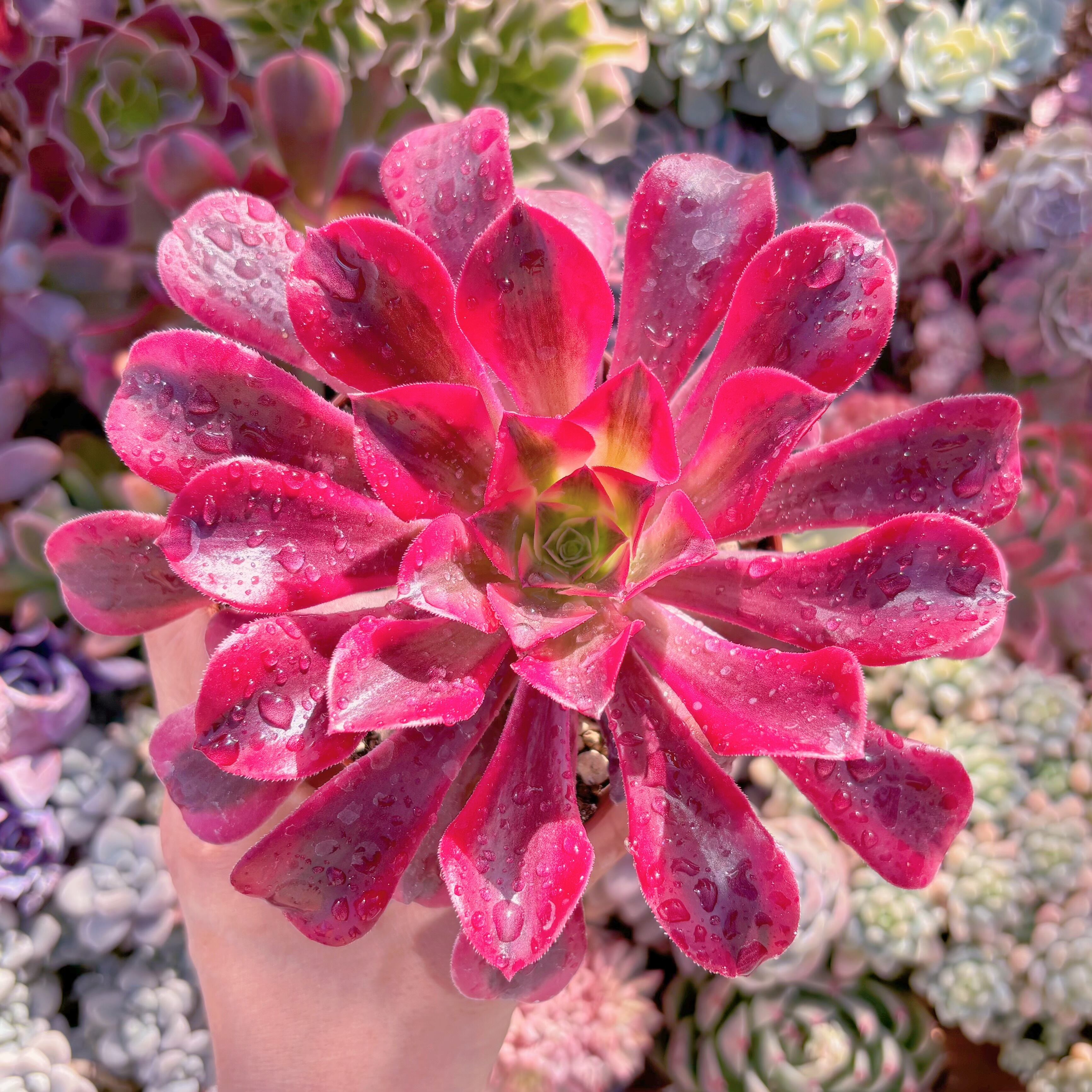 多肉植物　メデューサ　るる農園