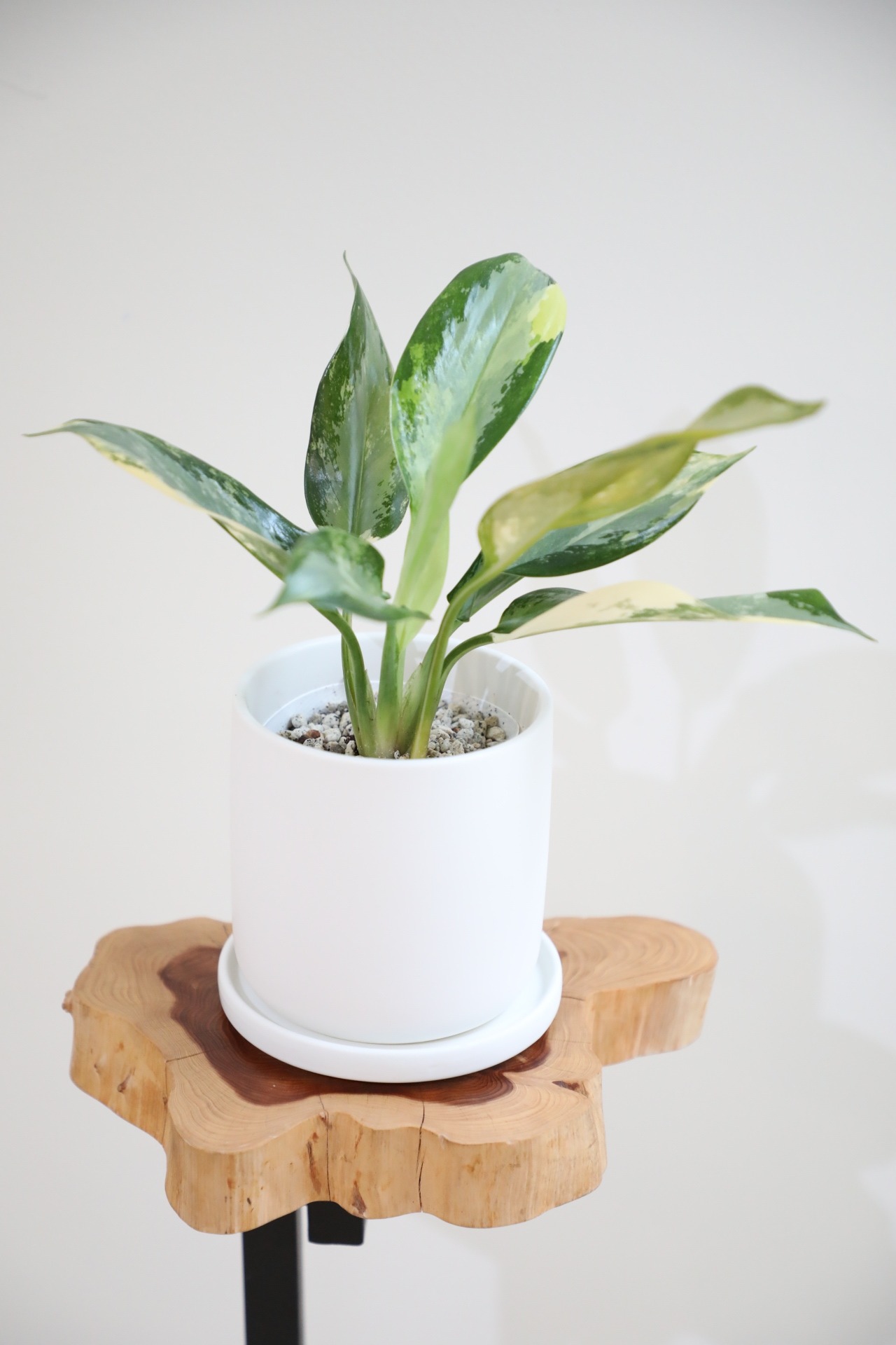 【S】【希少】アグラオネマ スワンナプーム/Aglaonema ※陶器鉢付き