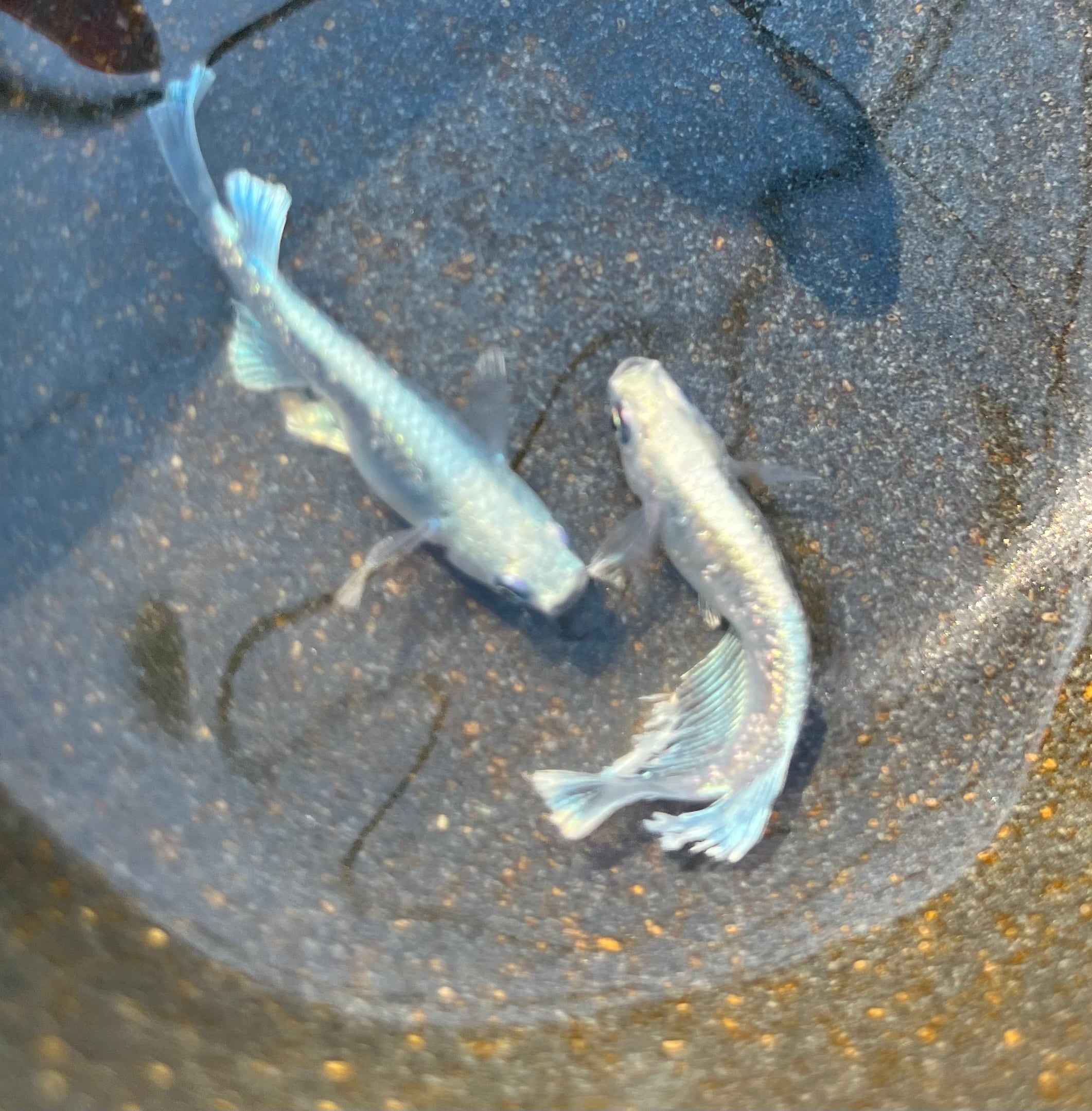 残り1セット❗予約販売！マリアージュロングフィン1ペア