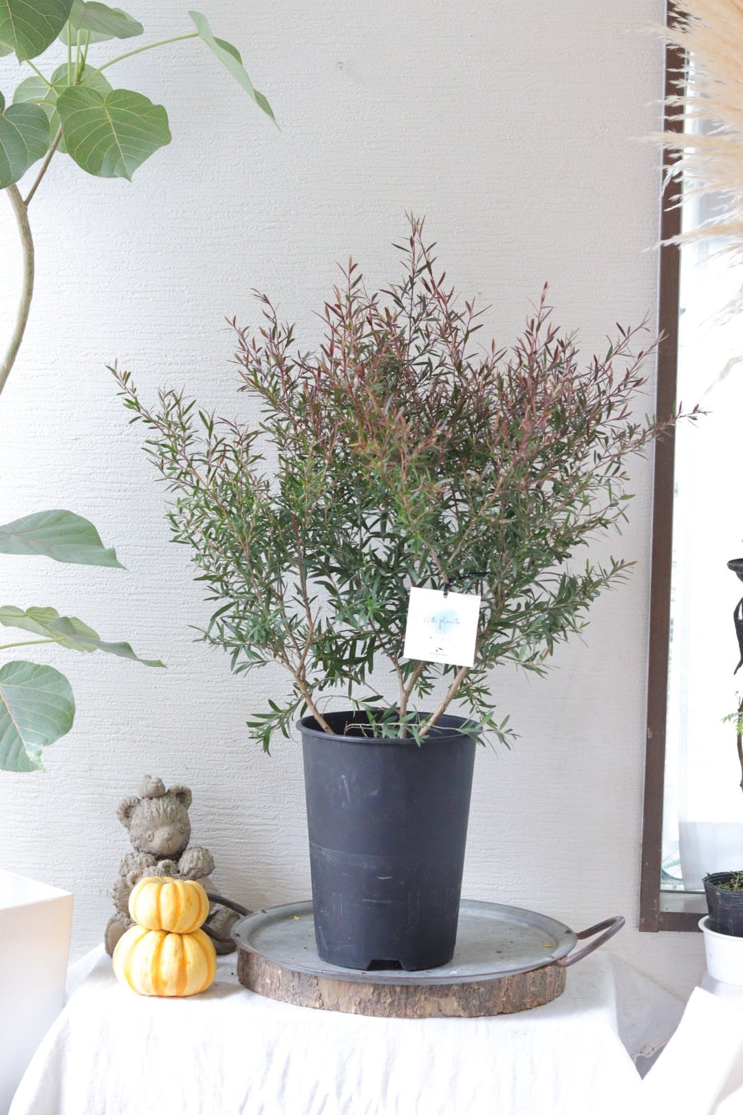 盆栽風♡野生的グリーン♡観葉植物♡ガジュマル | Total Plants Egret