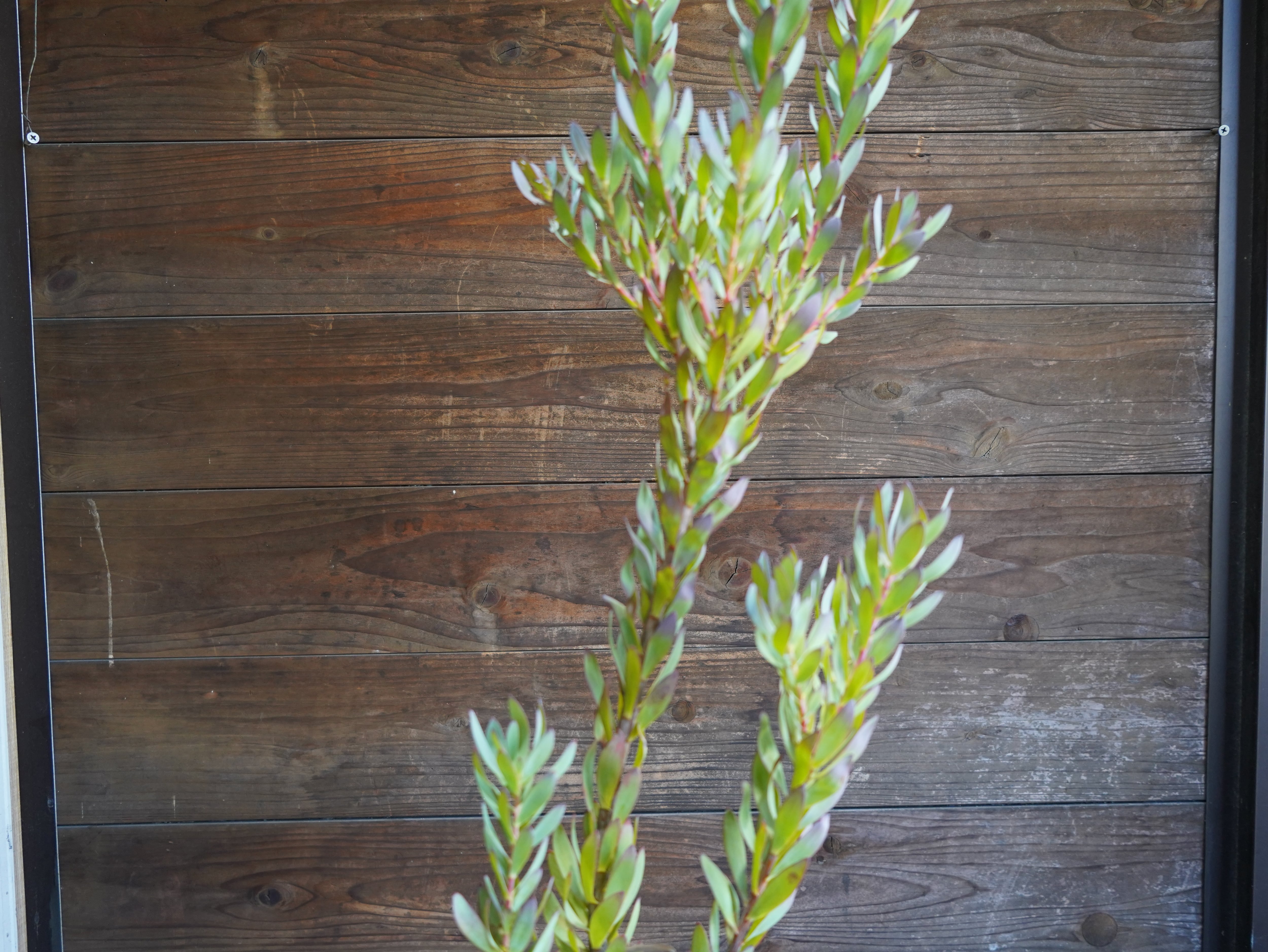 【現物】リューカデンドロン　”Summer　Frame”　