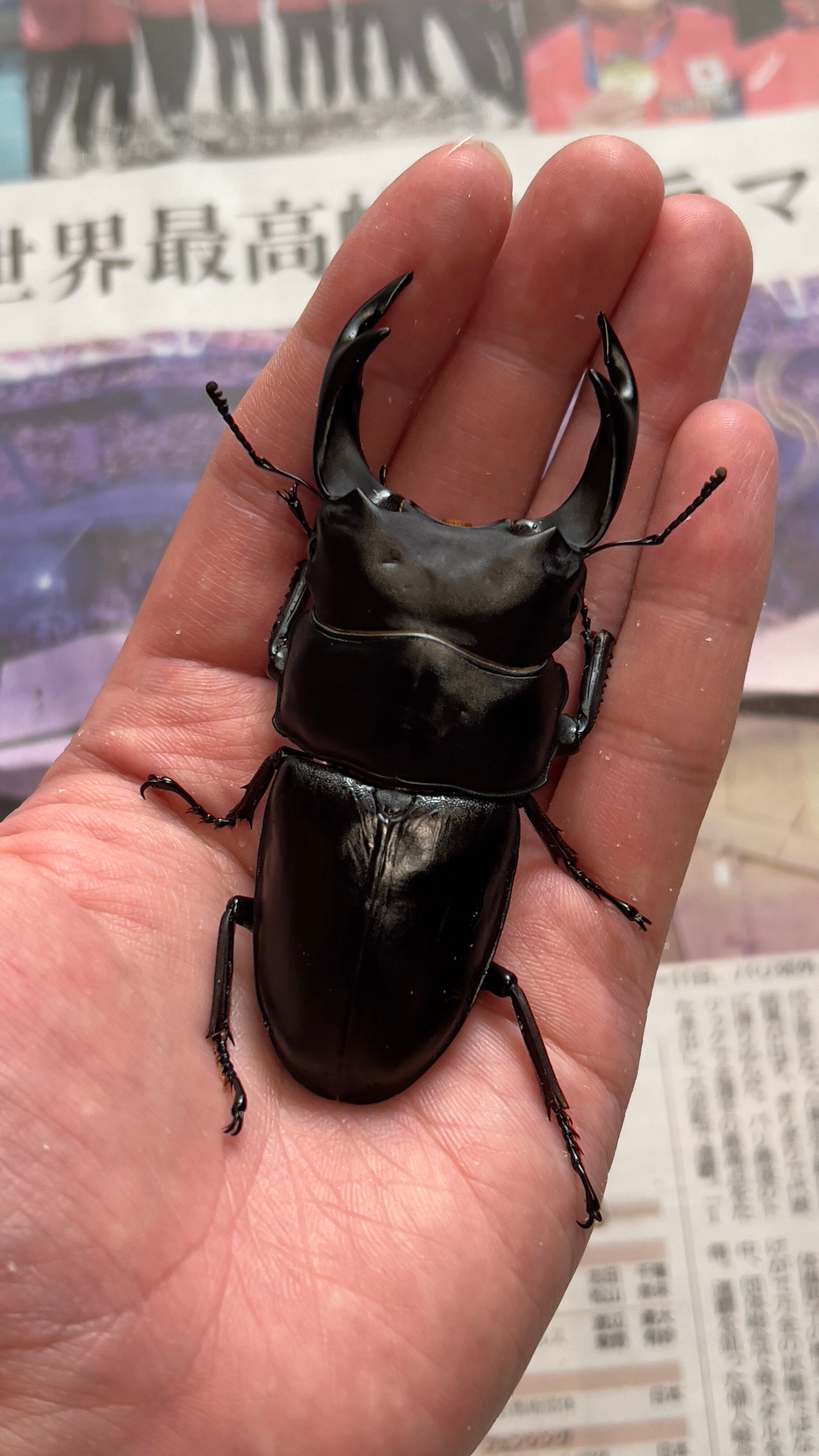 【能勢YG】♂81.7mm◆新成虫◆オオクワガタ 世子血統 スマトラヒラタ アチェ産ペア | Pay ID