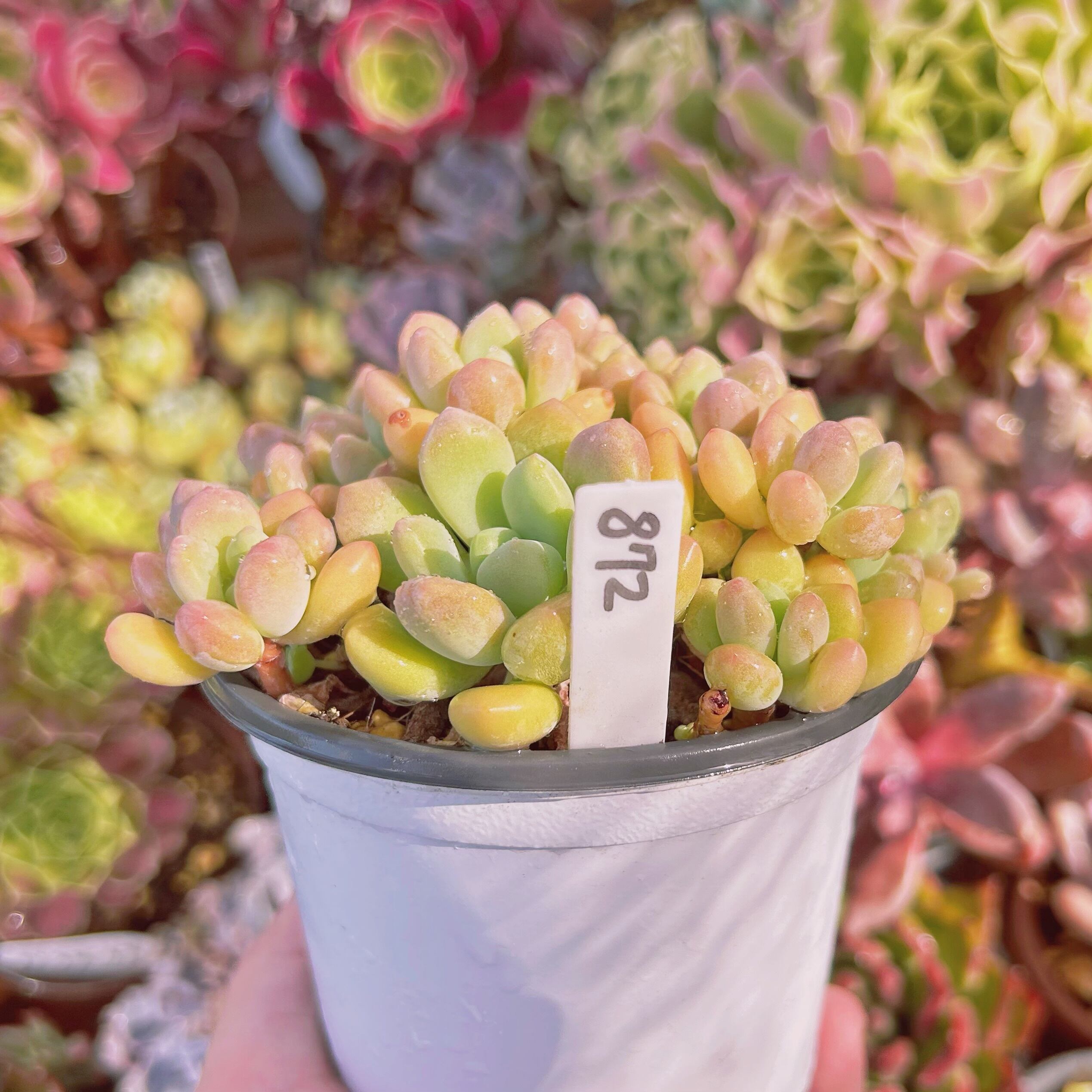 多肉植物❤レア❤ハッピー❤抜き苗 多肉植物❤レア❤ハッピー❤抜き苗 【公式通販】