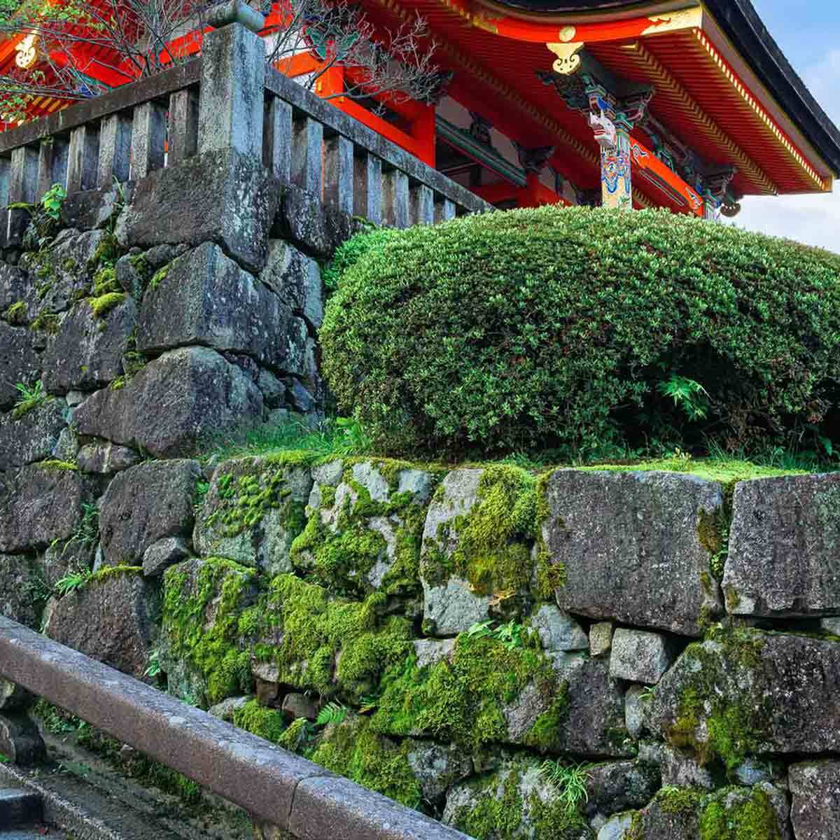 春の苔［清水寺］ | kokenomusumade