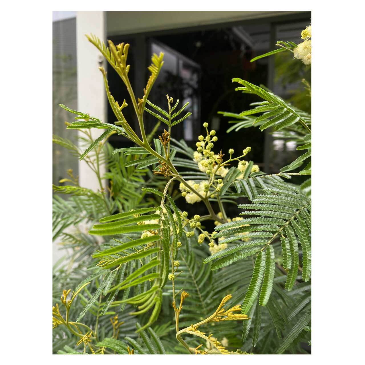 Acacia mearnsii（Black Wattle） | Seeding