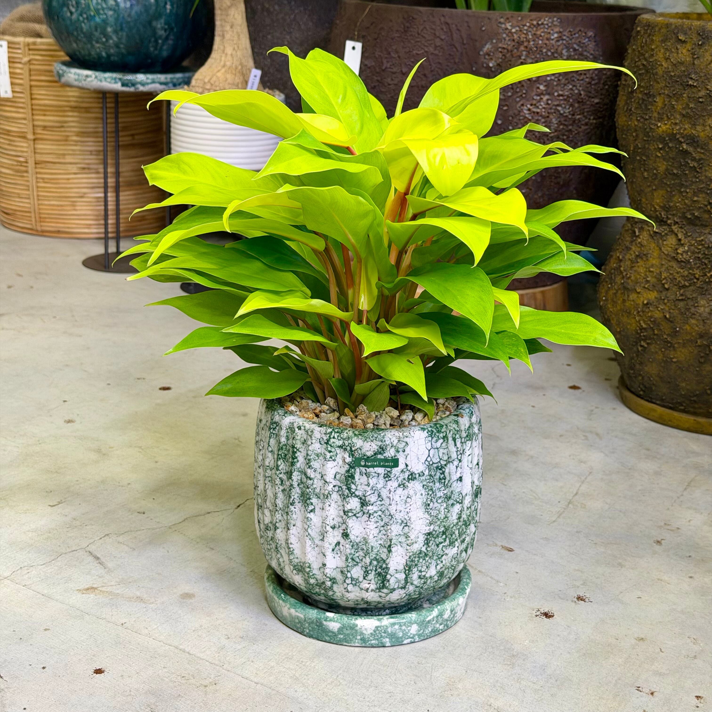 フィロデンドロン・レモンライム | barrelplants_BONSAI