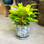 フィロデンドロン・レモンライム