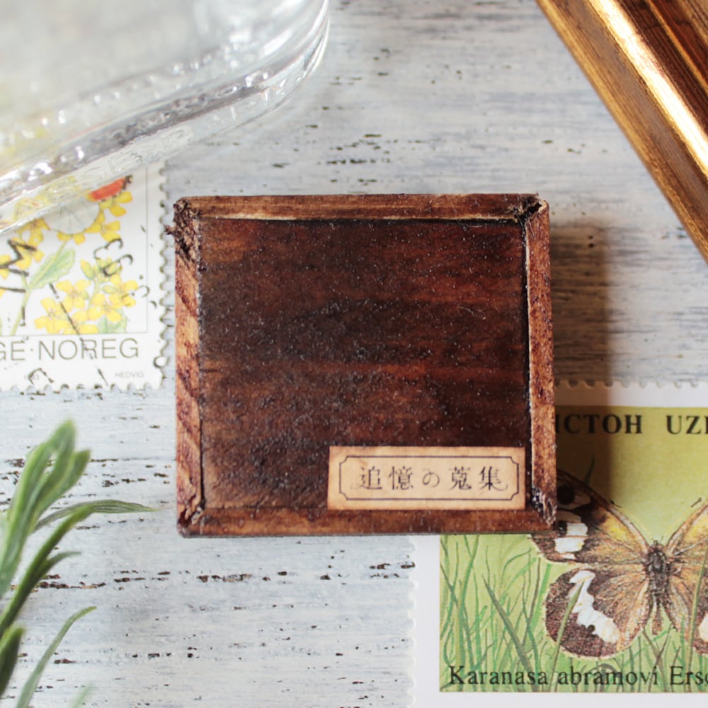 蝶標本 プレポナ アグリアス/アカルリオビタテハ/アミドンミイロタテハ ドイツ箱 蝶標本 プレポナ アグリアス/アカルリオビタテハ/アミドンミイロ