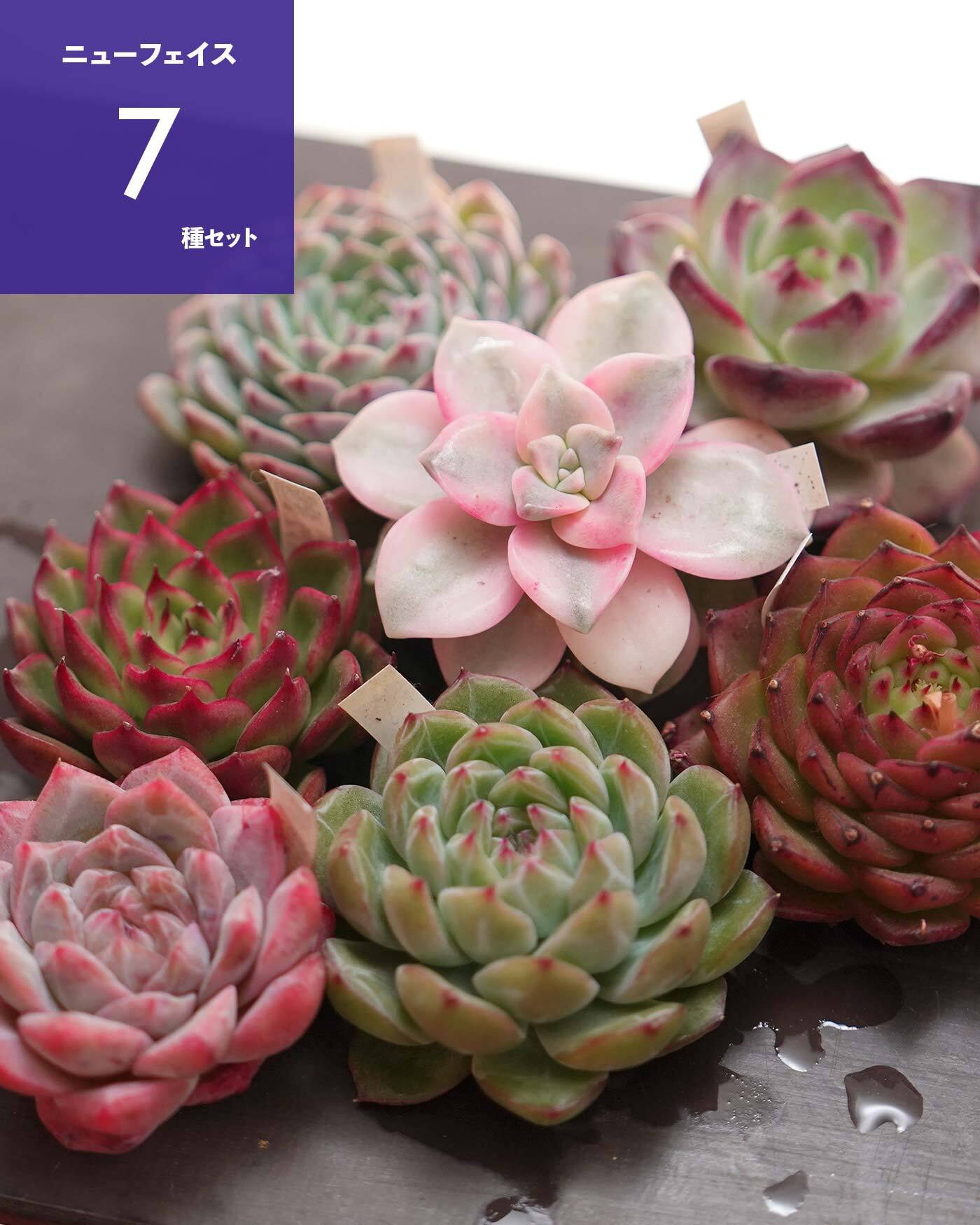 NEW RELEASE | PUKUBOOK SUCCULENTS