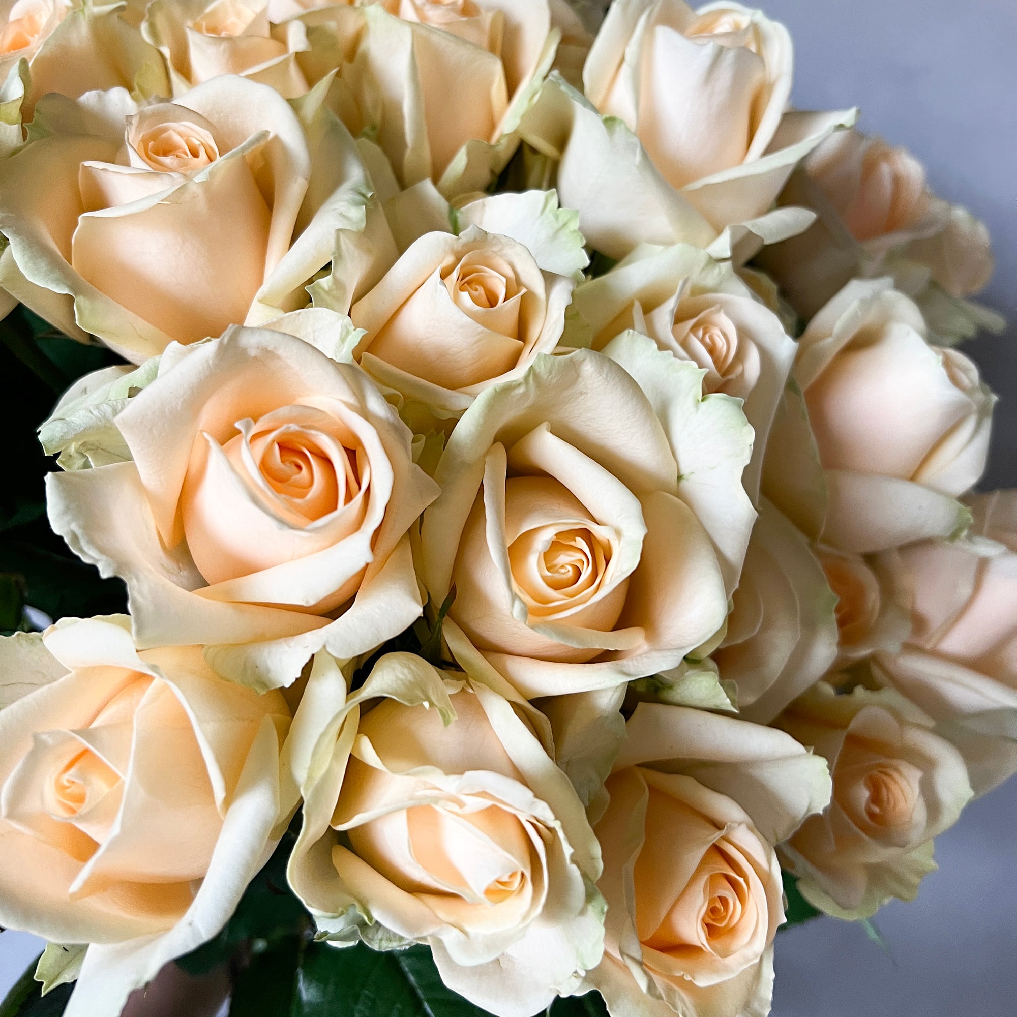 特選ローズ 30本【国産バラ☆高品質】☆フラワーロス削減 | 2020