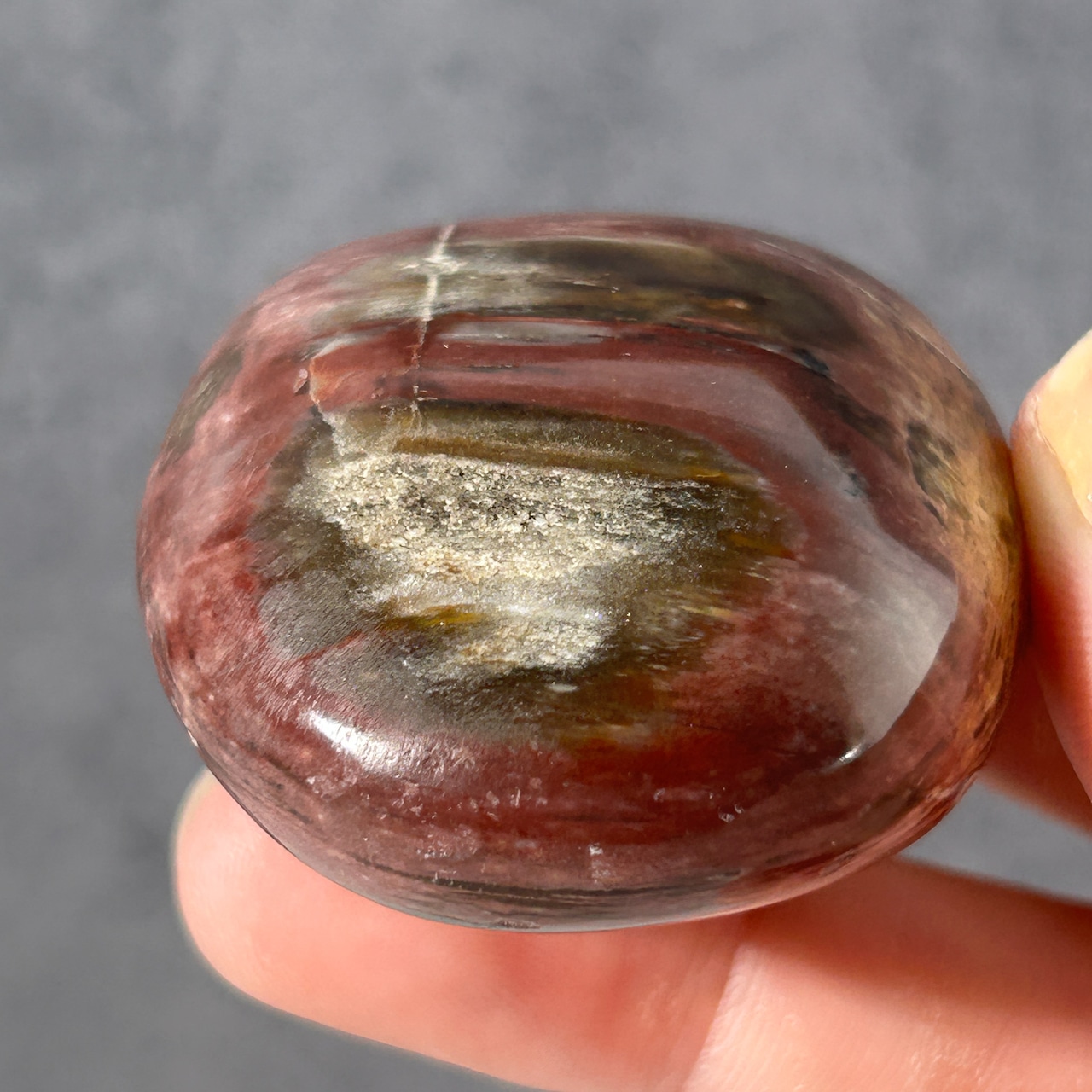 ペトリファイドウッド(珪化木) パーム