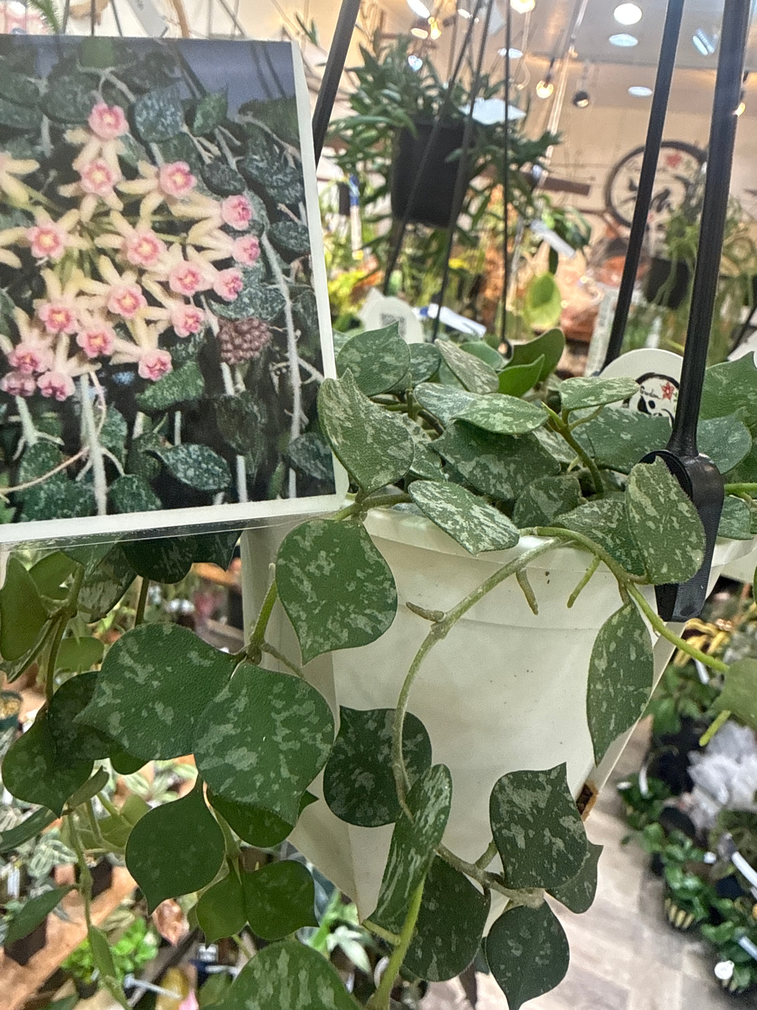ホヤ カーティシー | Gardenえん 【観葉熱帯植物】