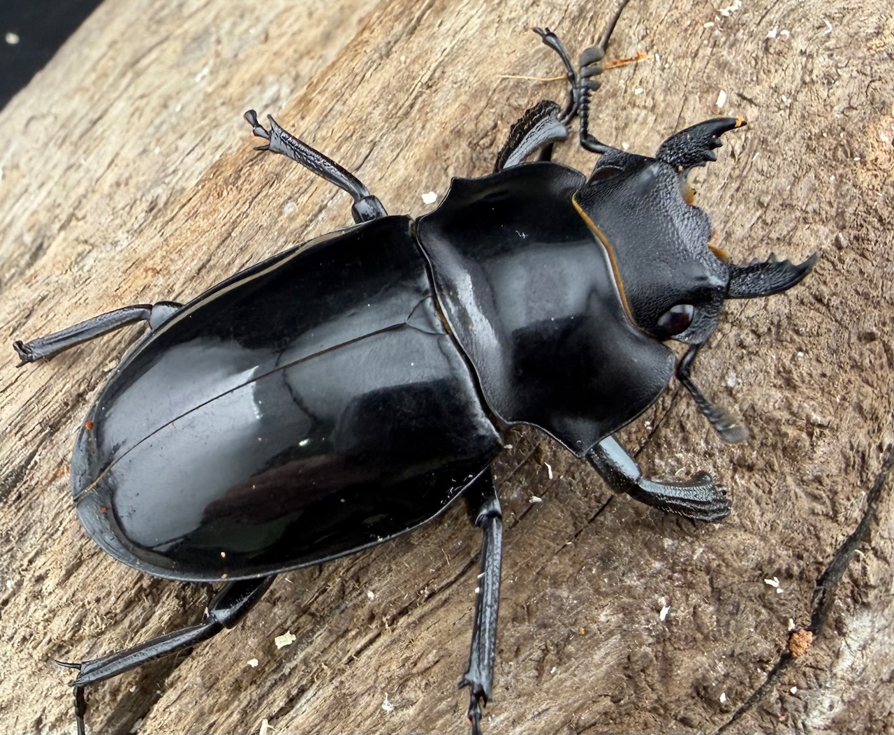 【WD】《インターメディアツヤクワガタ ネグロス島産 45mm ♀単B品》